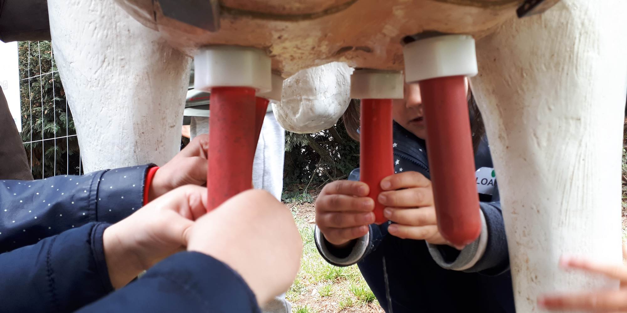 la ferme des delices foreziens, ferme pedagogique,vache à traire, mamelle,visites familles,enfants, adultes,st cyr les vignes, loire forez, 42