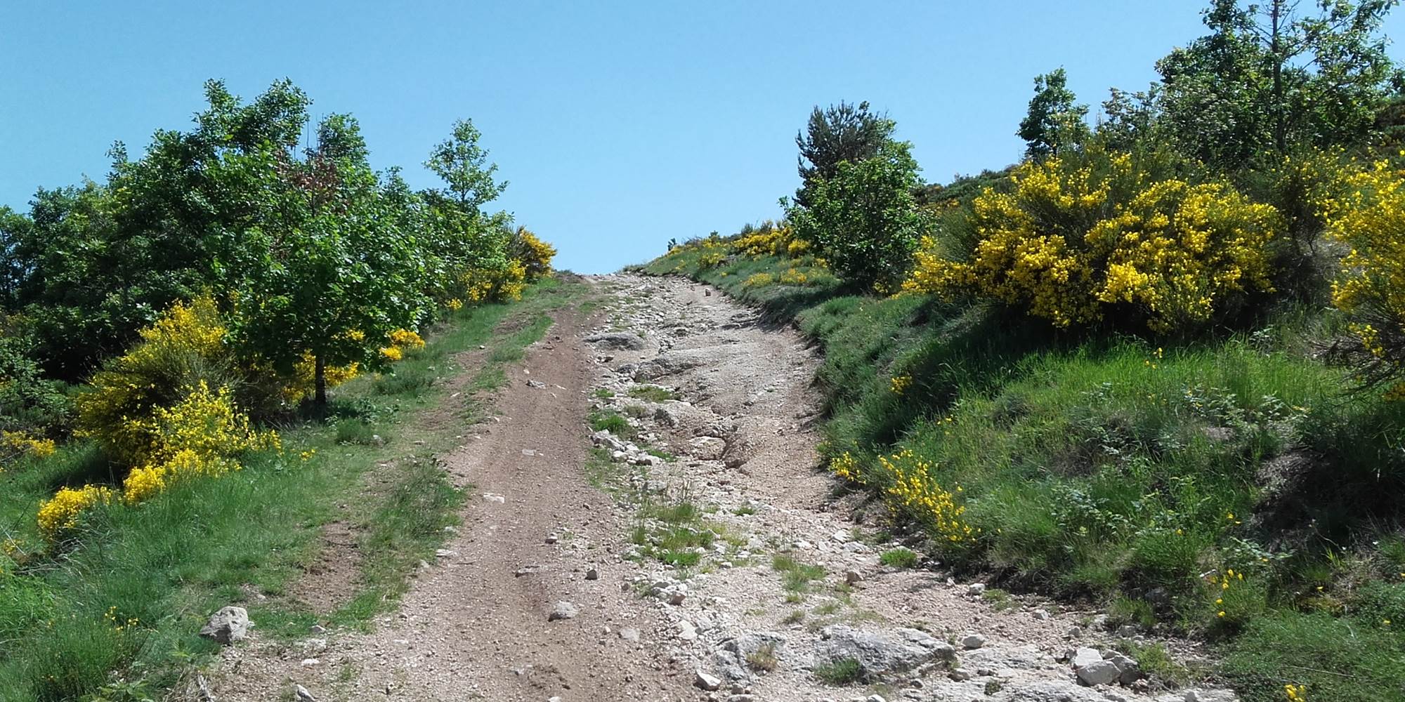 Chemin de randonnée en Margeride au milieu des genêts en fleur