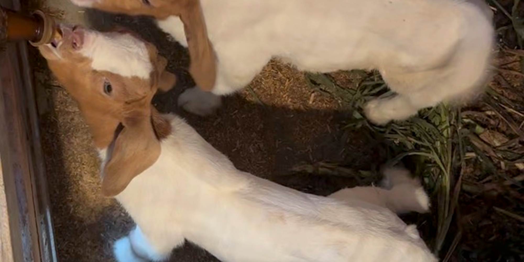 DA3DD614-4320-42B2-B700-98D3432F7E2C_1_105_c