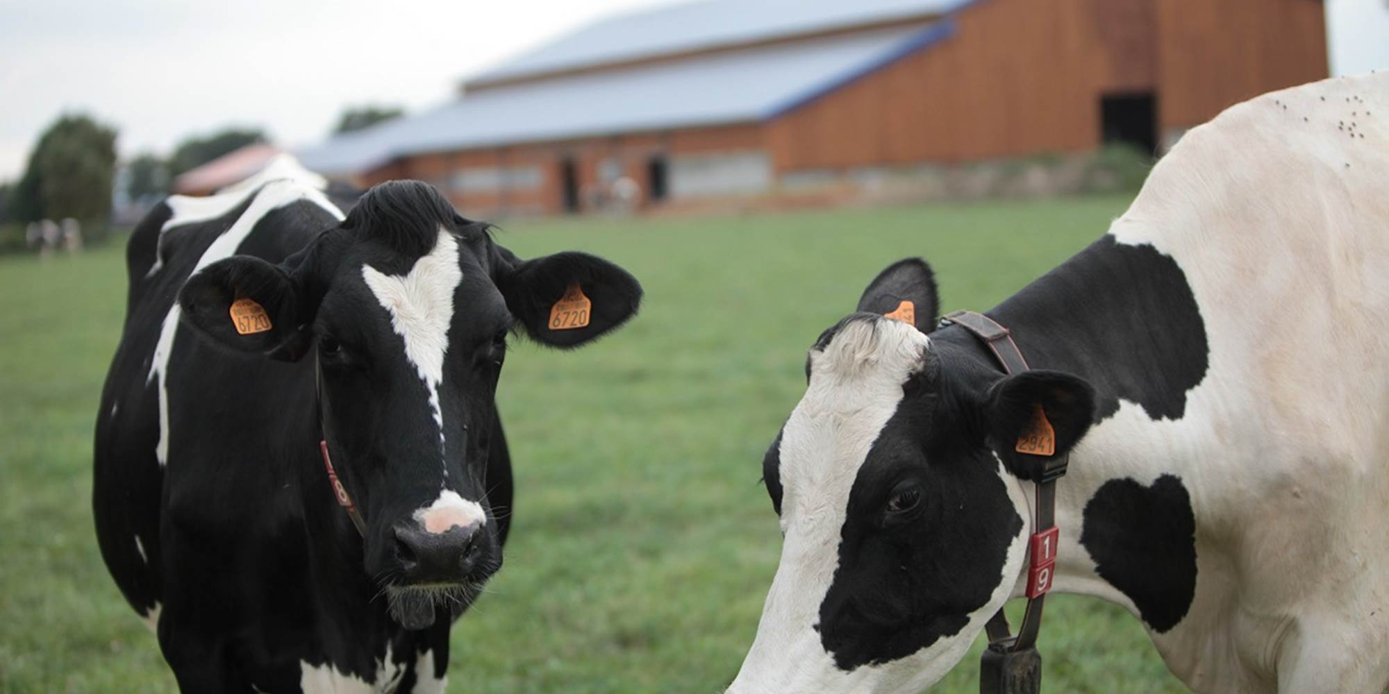vaches_ferme_des_delices_abphotographies