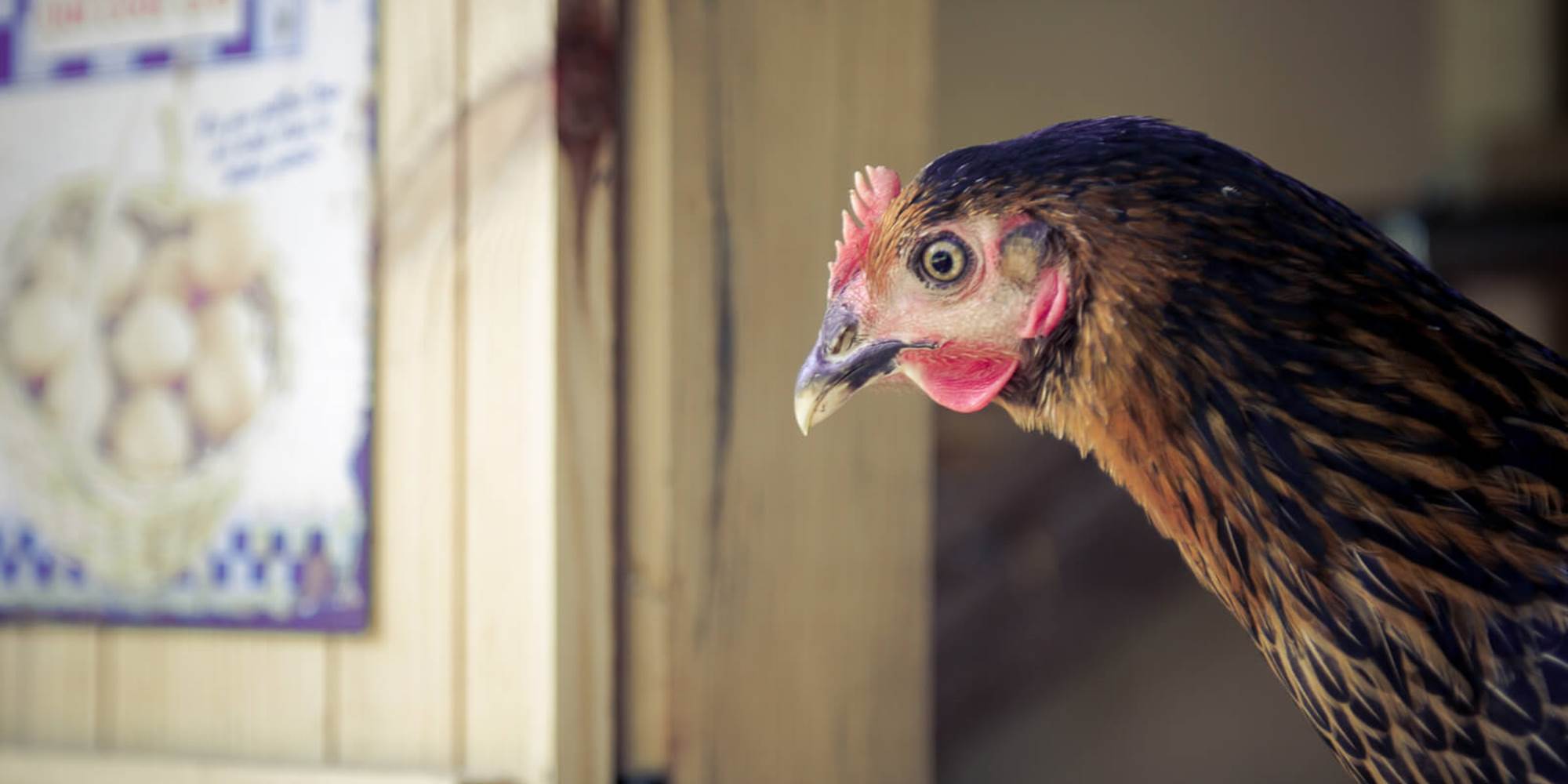 Hey Poulette