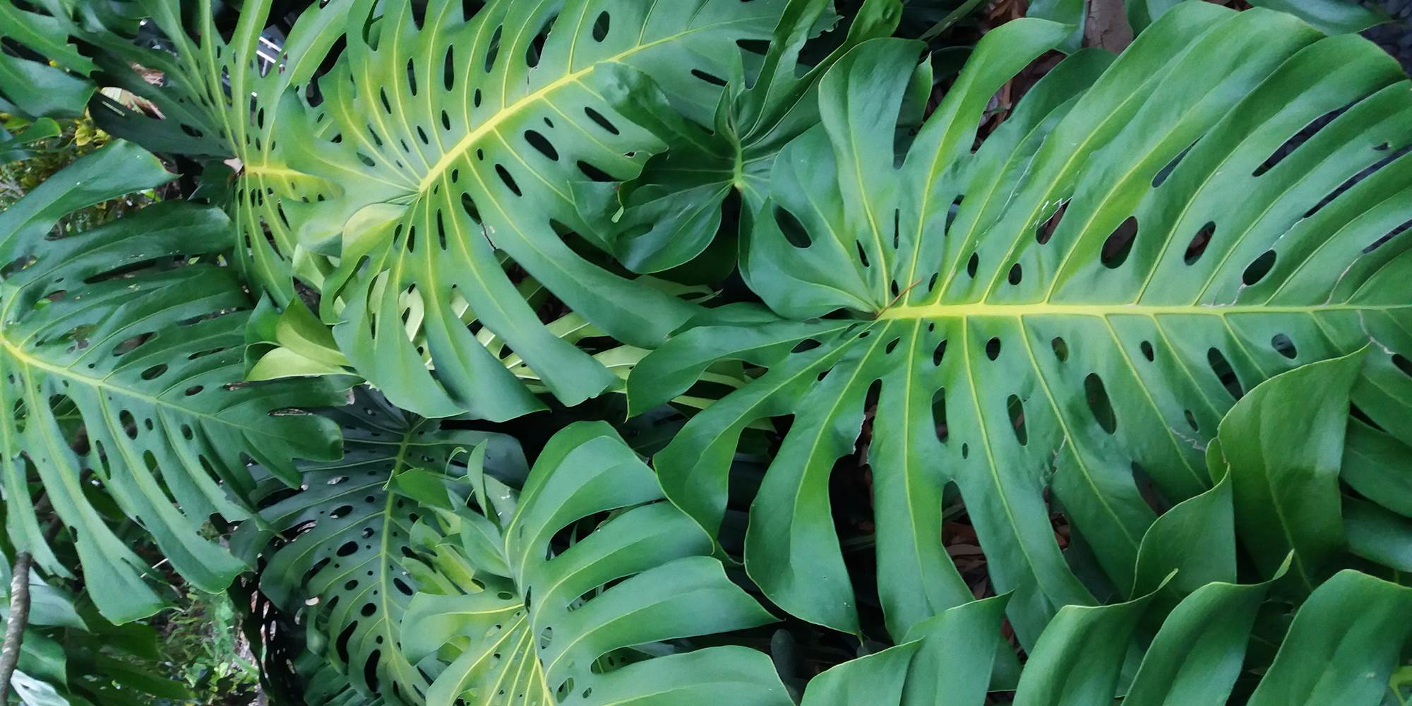 Plante du jardin