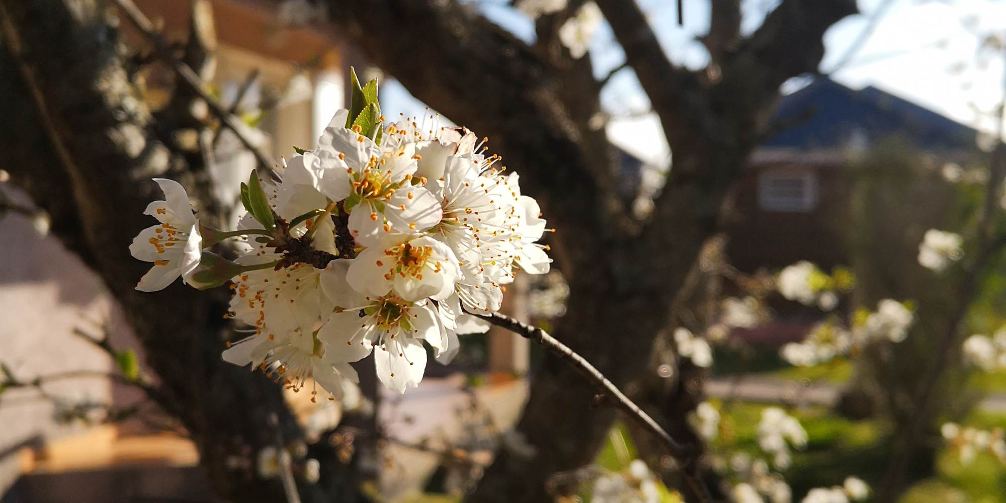 fleur de prune du jardin