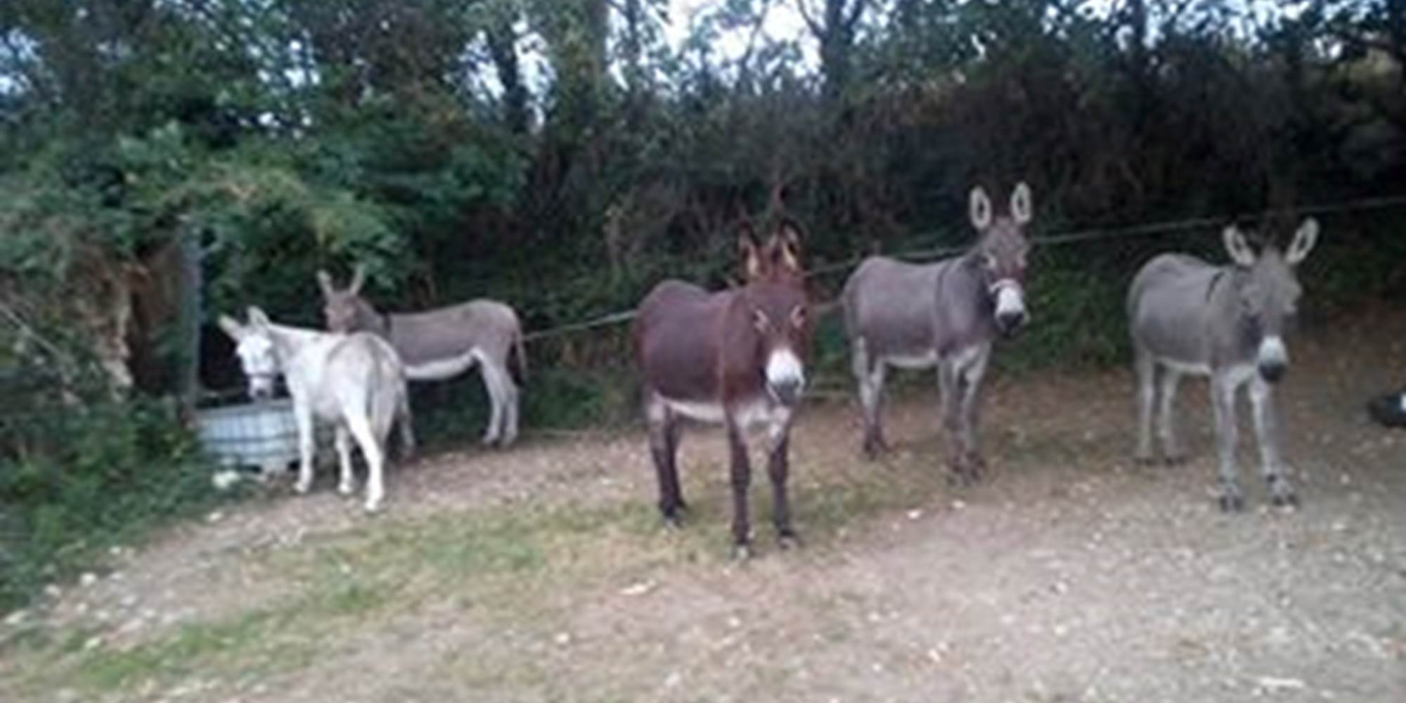 Les ânes au pré d'été