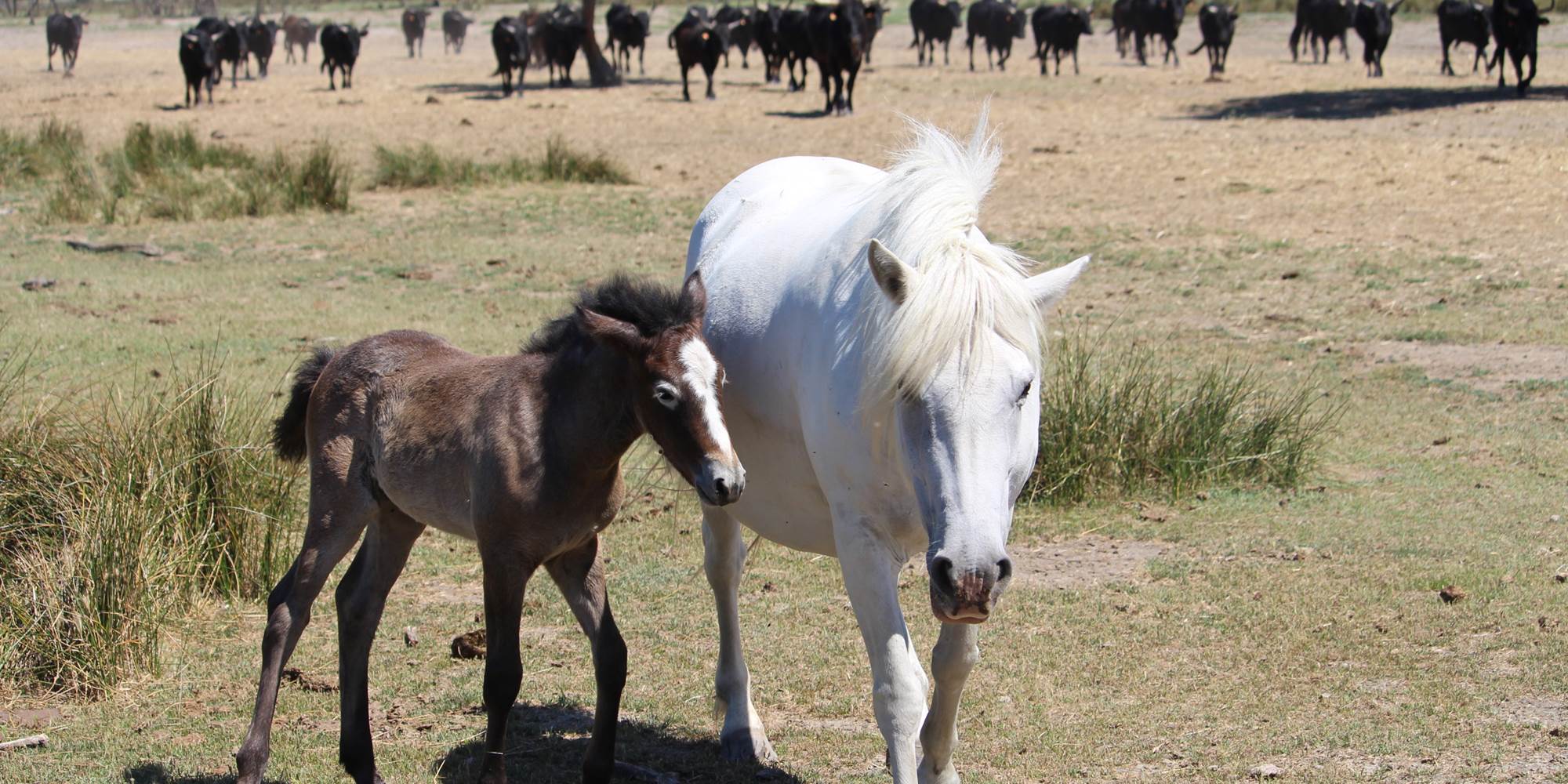Chevaux, taureaux, tamaris, jonc, salicorne...bienvenue en Camargue