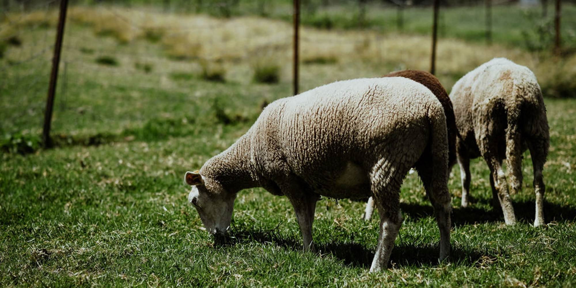 Les moutons blancs et noirs
