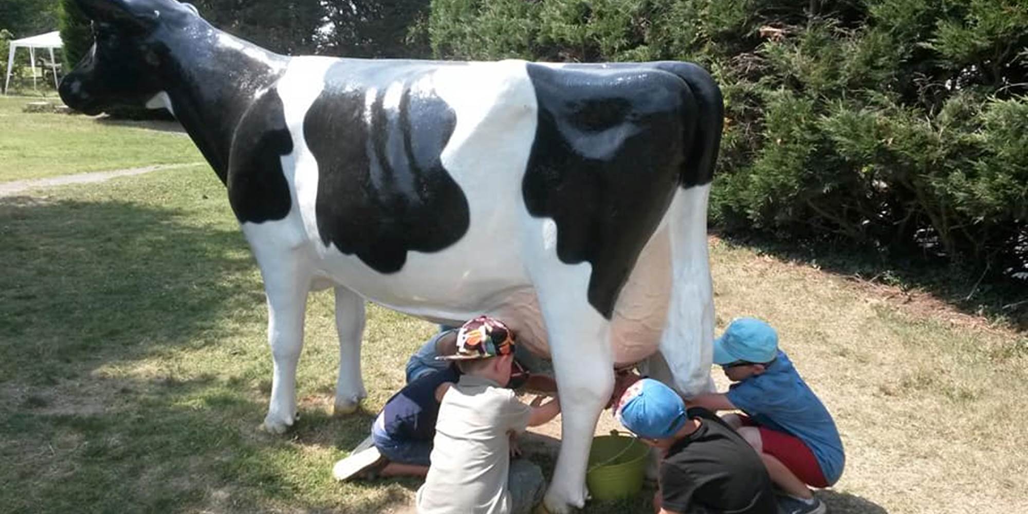 traite de la vache