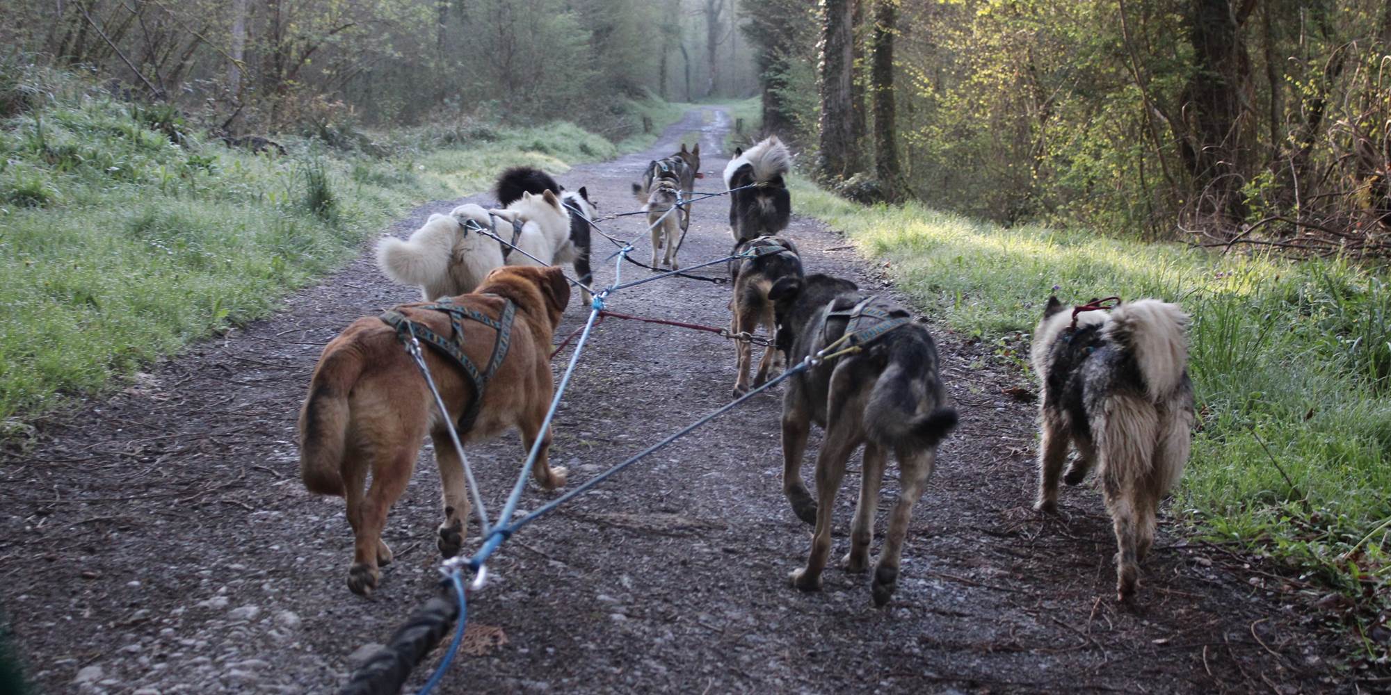 Sortie cani-kart avec les chiens de traineau