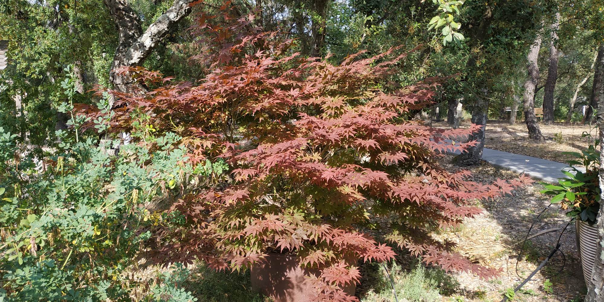 Arbre magique...