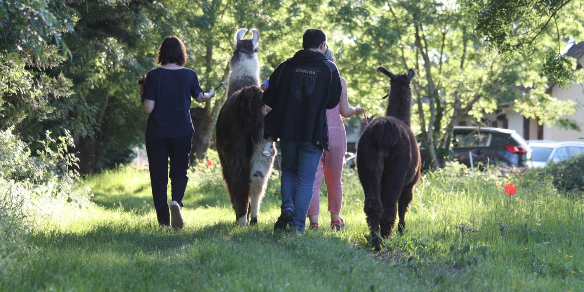Balade en famille avec des lamas