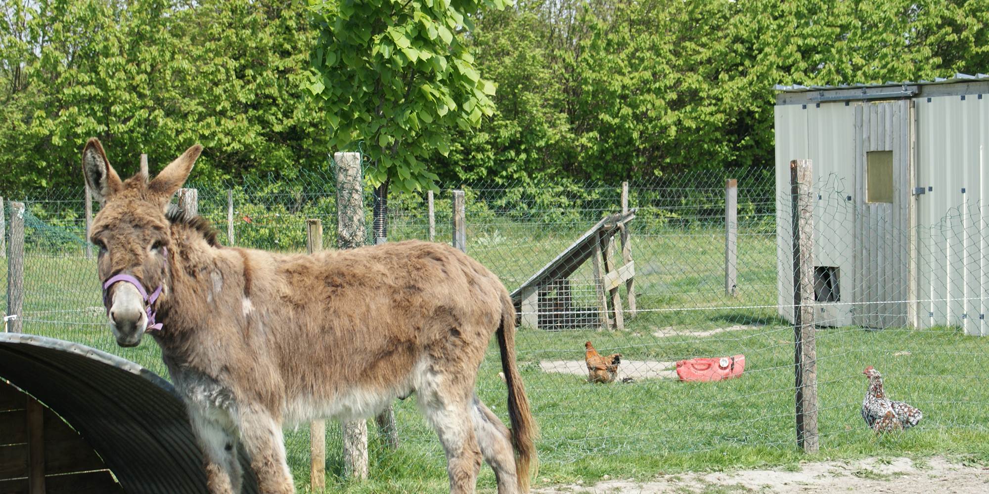 LE PARC AVEC LES ANIMAUX