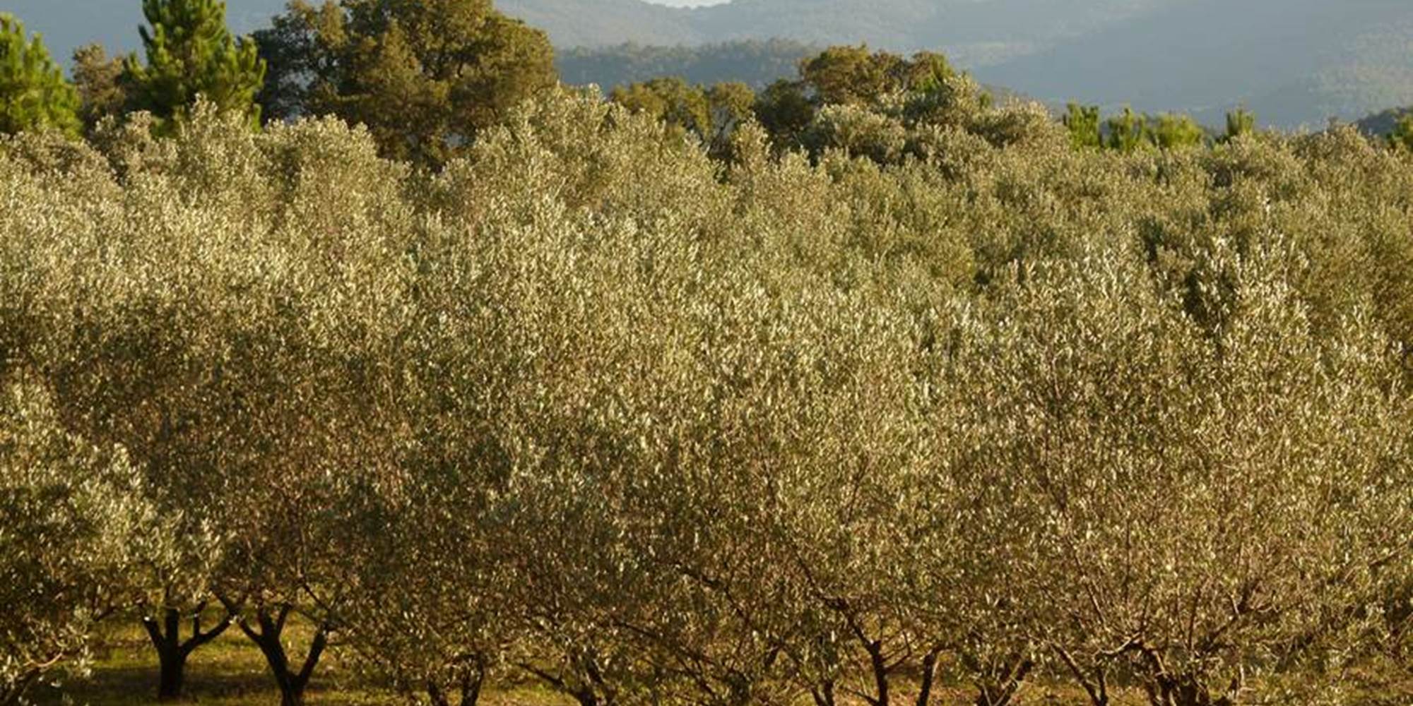 Le domaine du Bastidon Saint-Michel