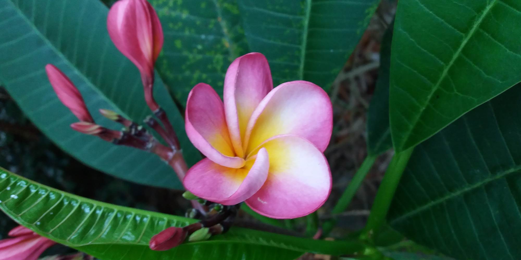 Plante du jardin