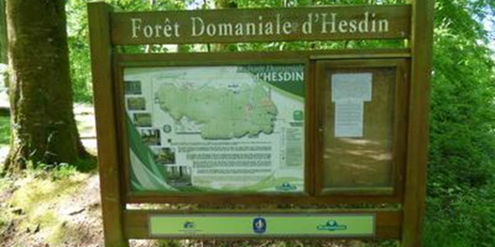 Au cœur du Pas-de-Calais, la forêt d’Hesdin offre un cadre préservé pour un séjour ressourçant dans notre gîte rural des Hauts-de-France.