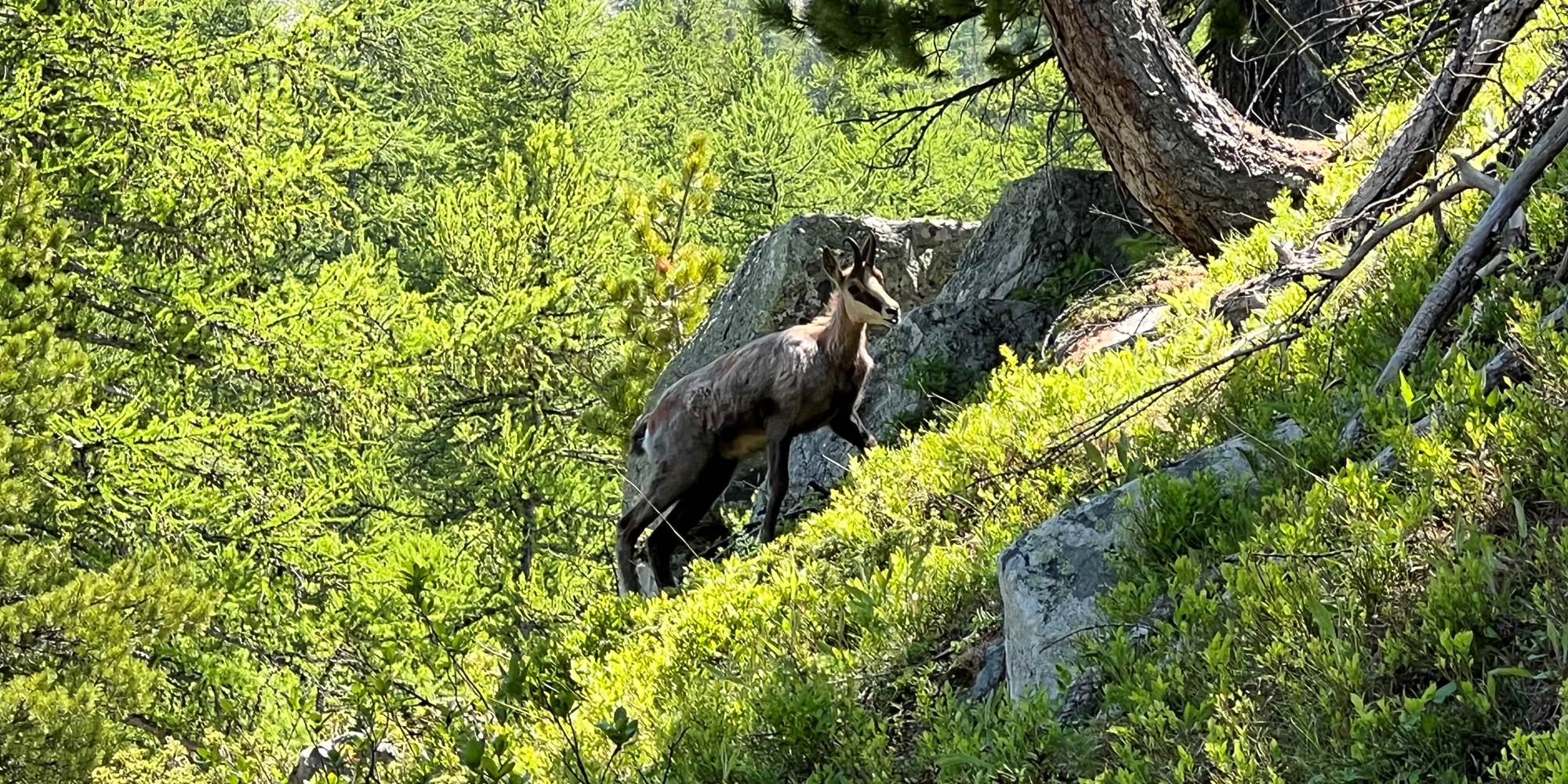 Chamois