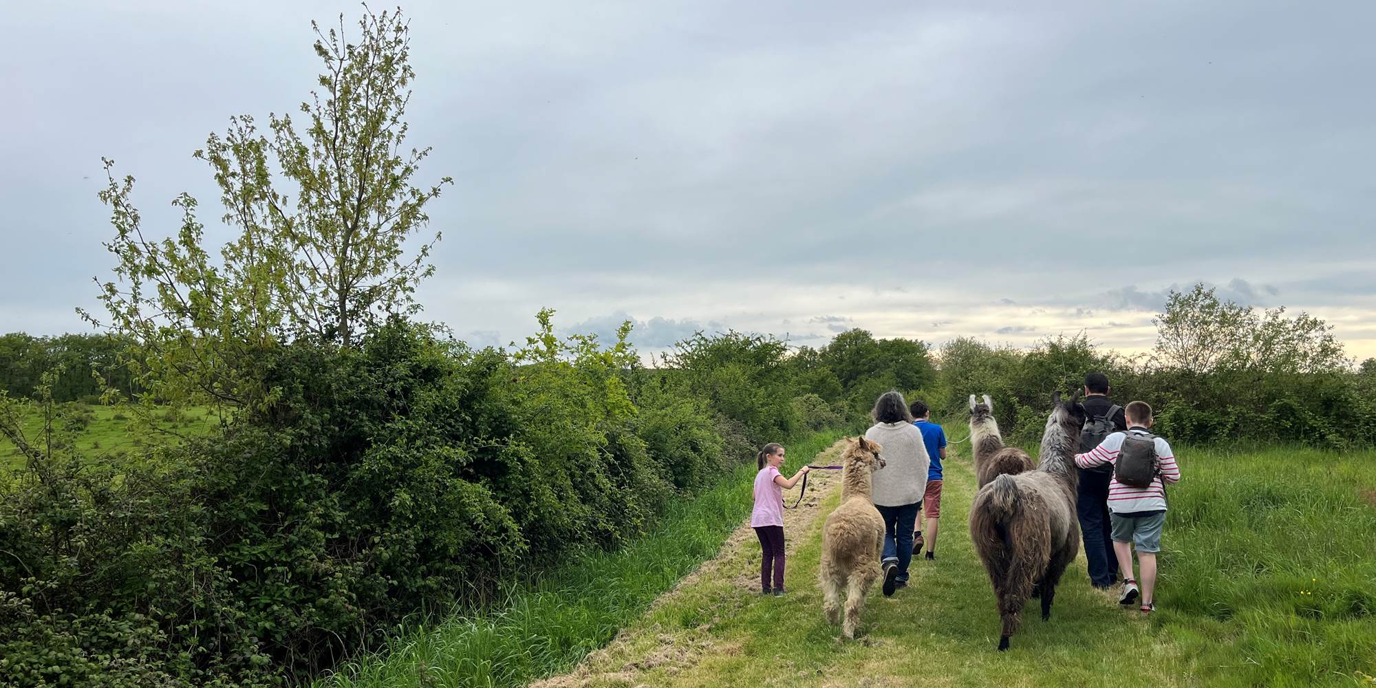 Balade en famille avec des lamas et alpagas