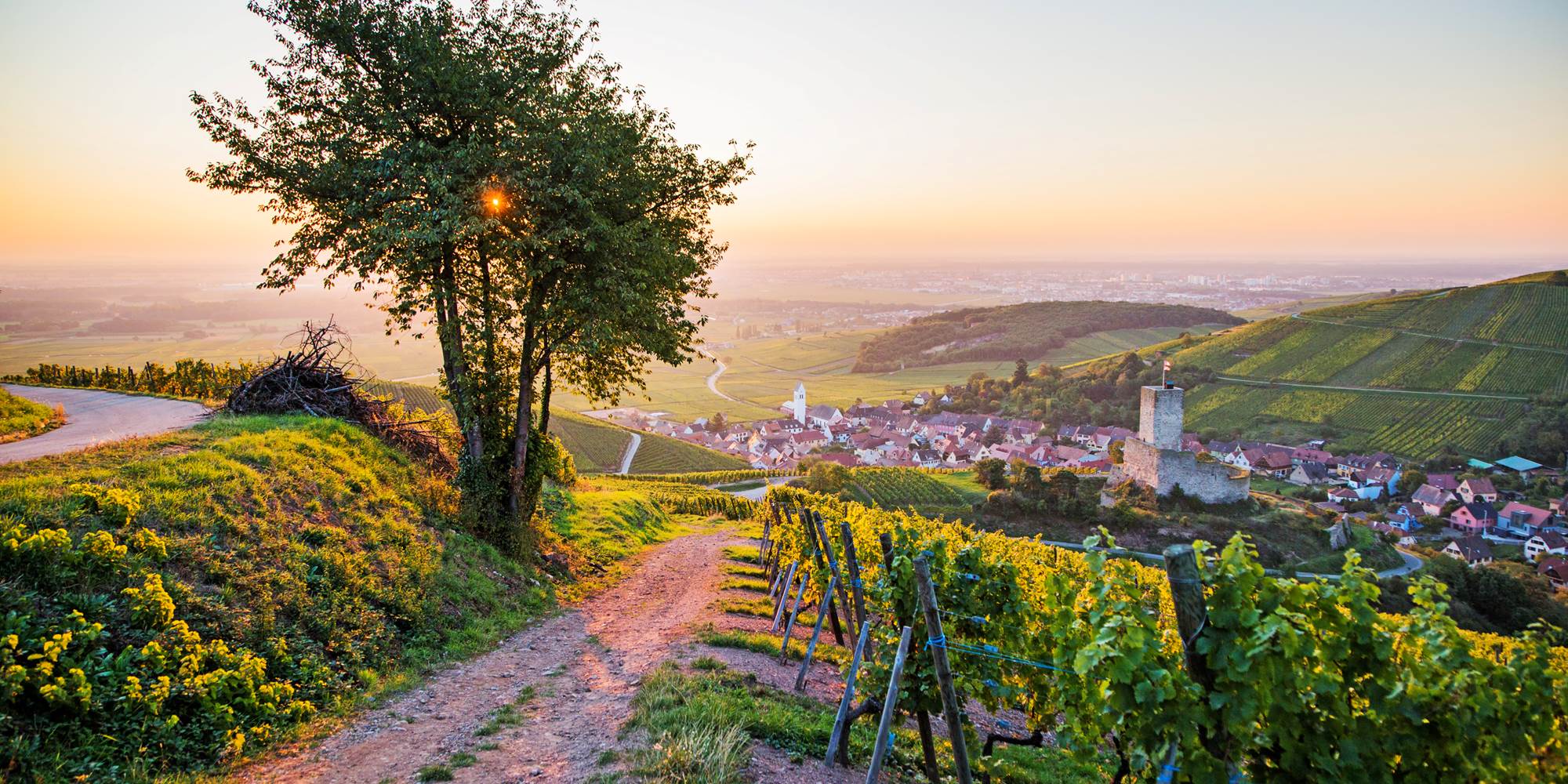 Katzenthal, lové au milieux des vignes