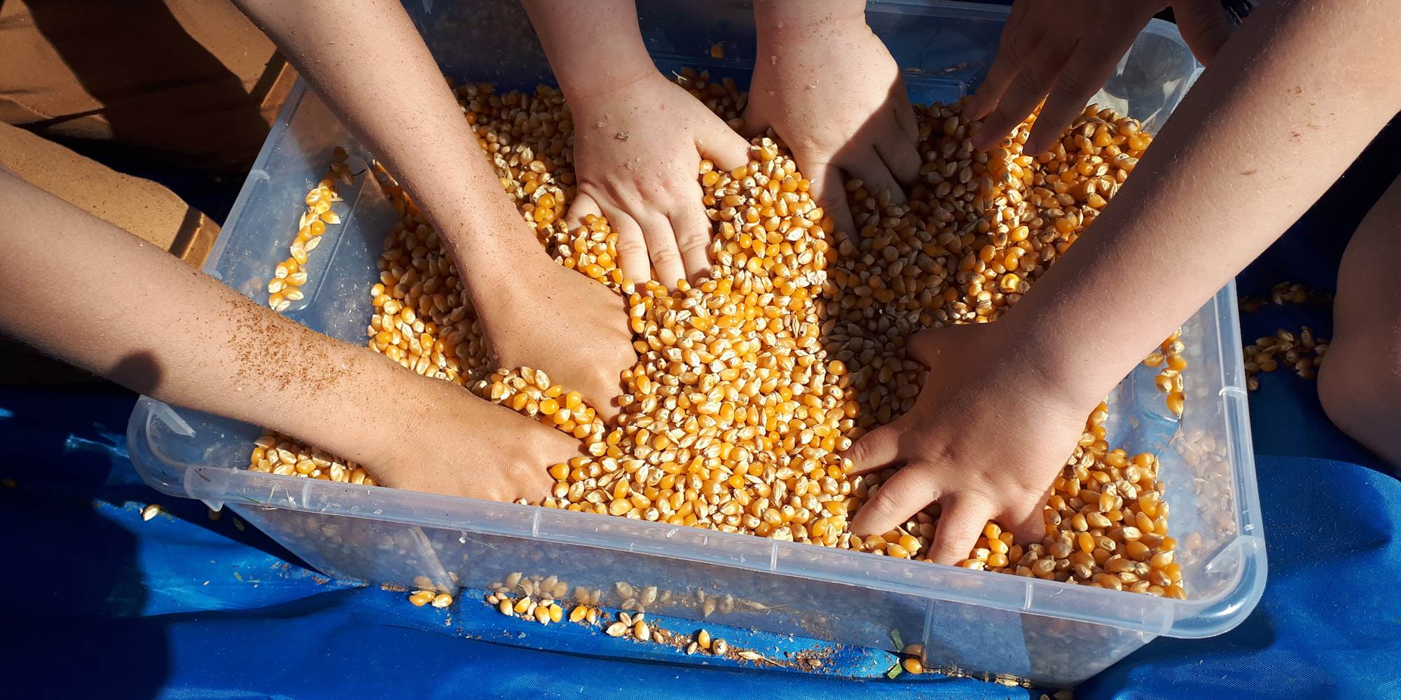 la ferme des delices foreziens, ferme pedagogique, visites familles,boîtes sensorielles,céréales,maïs,st cyr les vignes, loire forez, 42