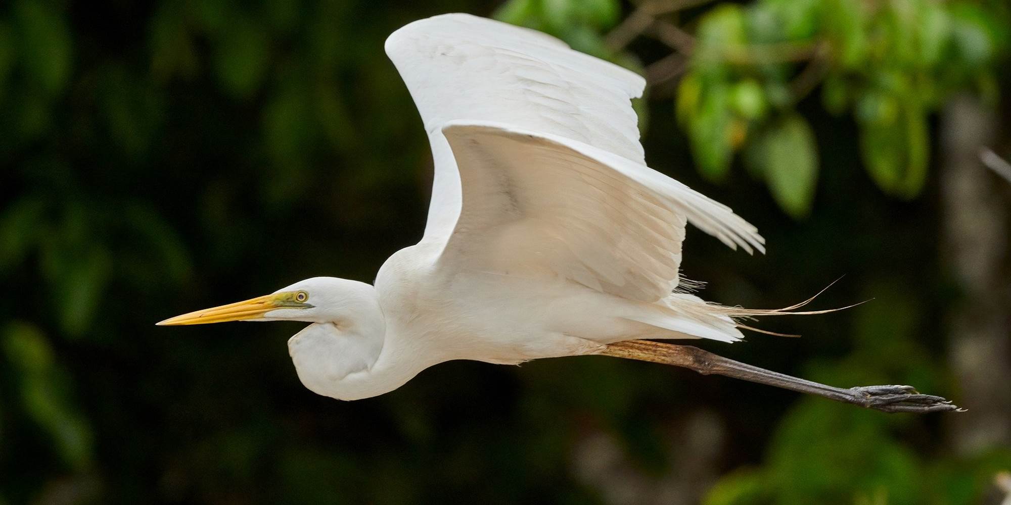 Aigrette en plein vol sur le Tarn