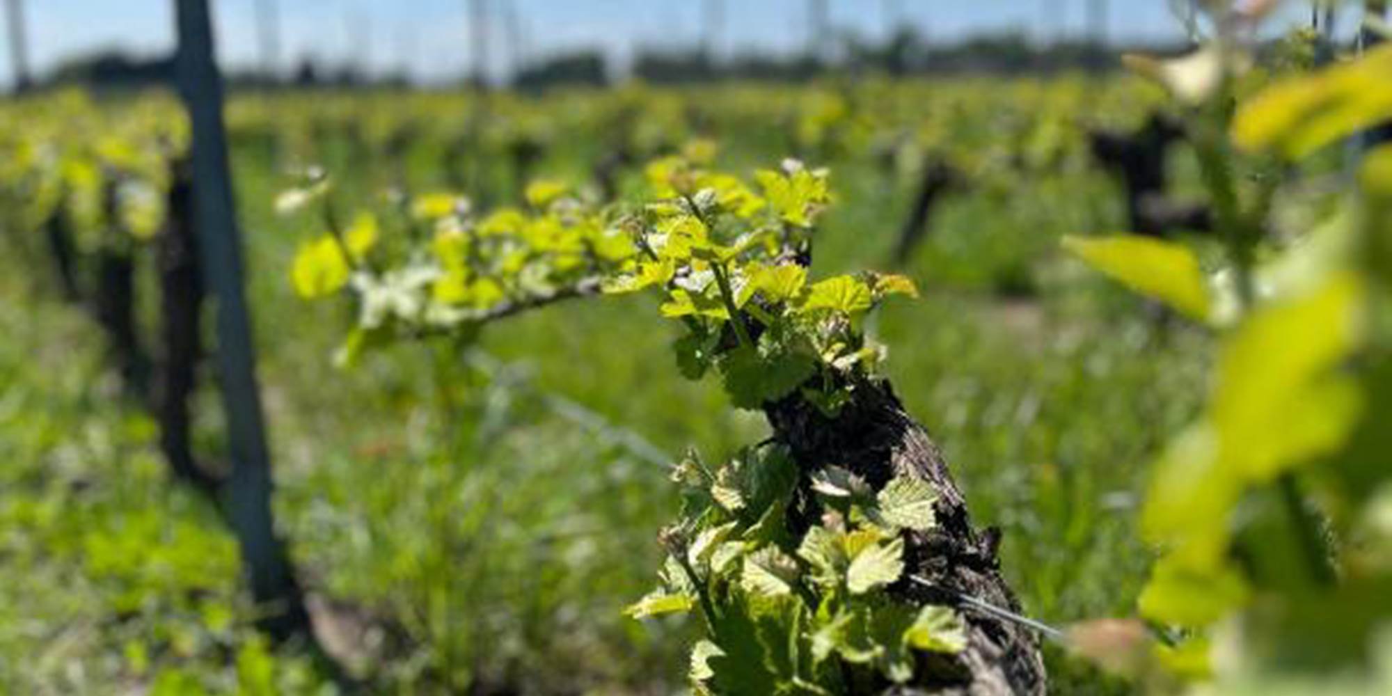 Vigne des Capucins au printemps