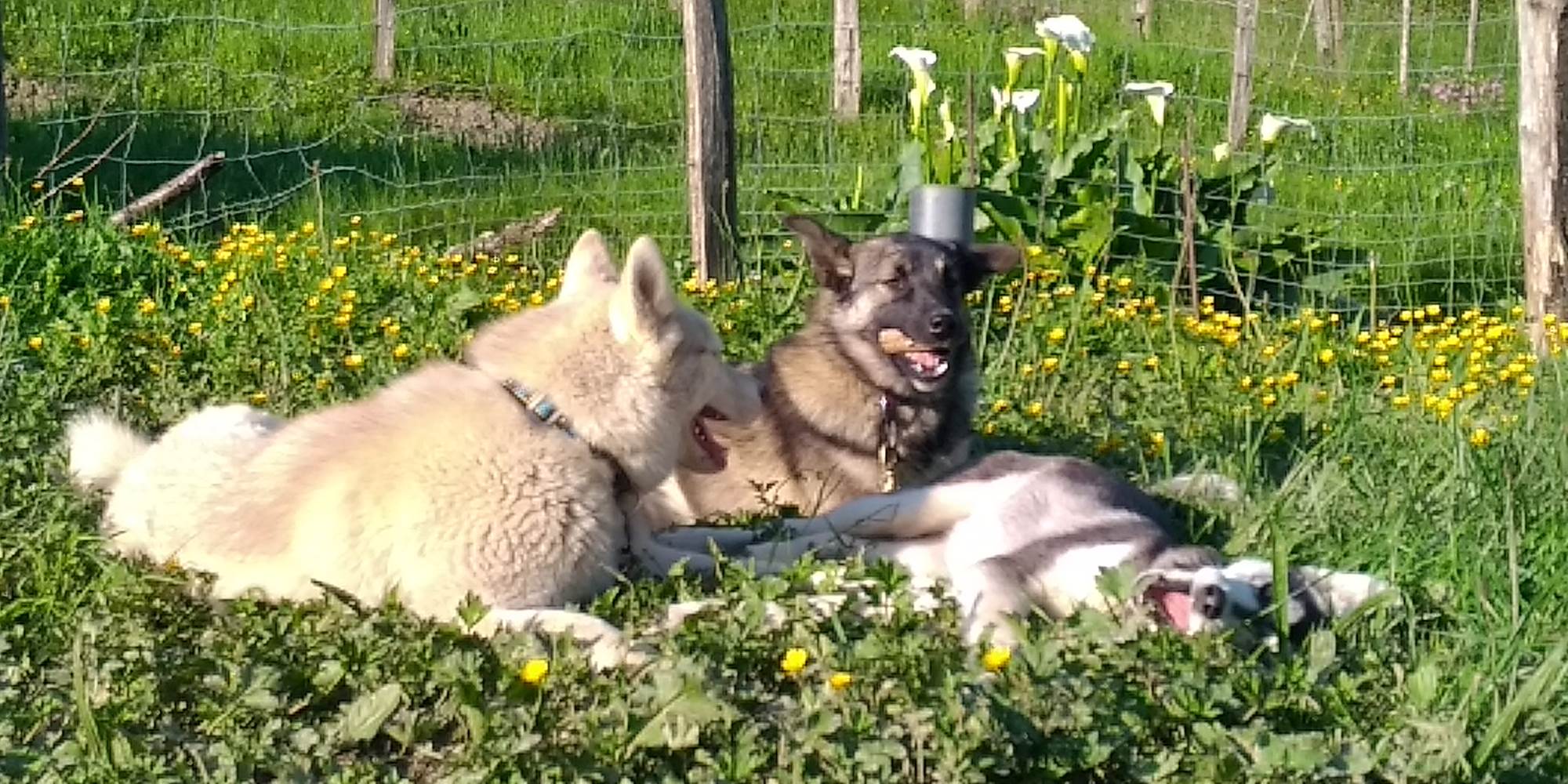 Nos chiens de traineau