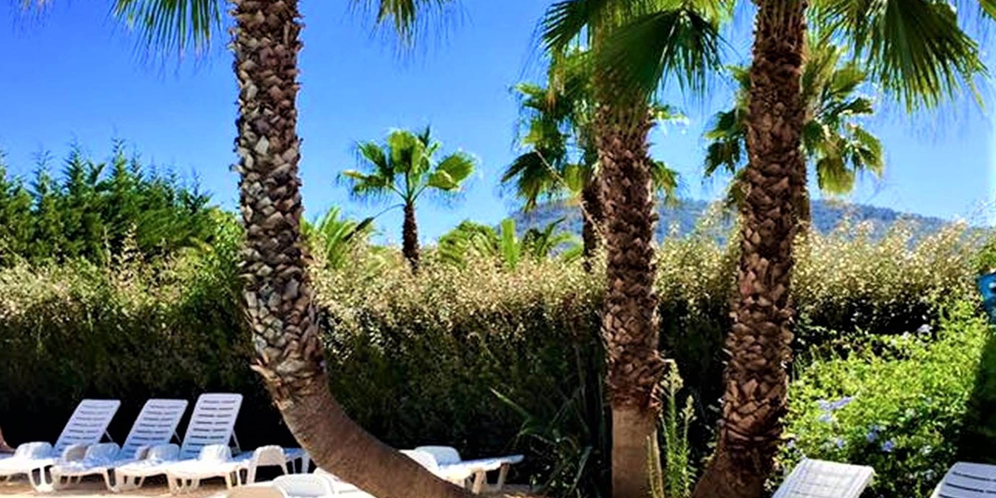 Palmiers piscine