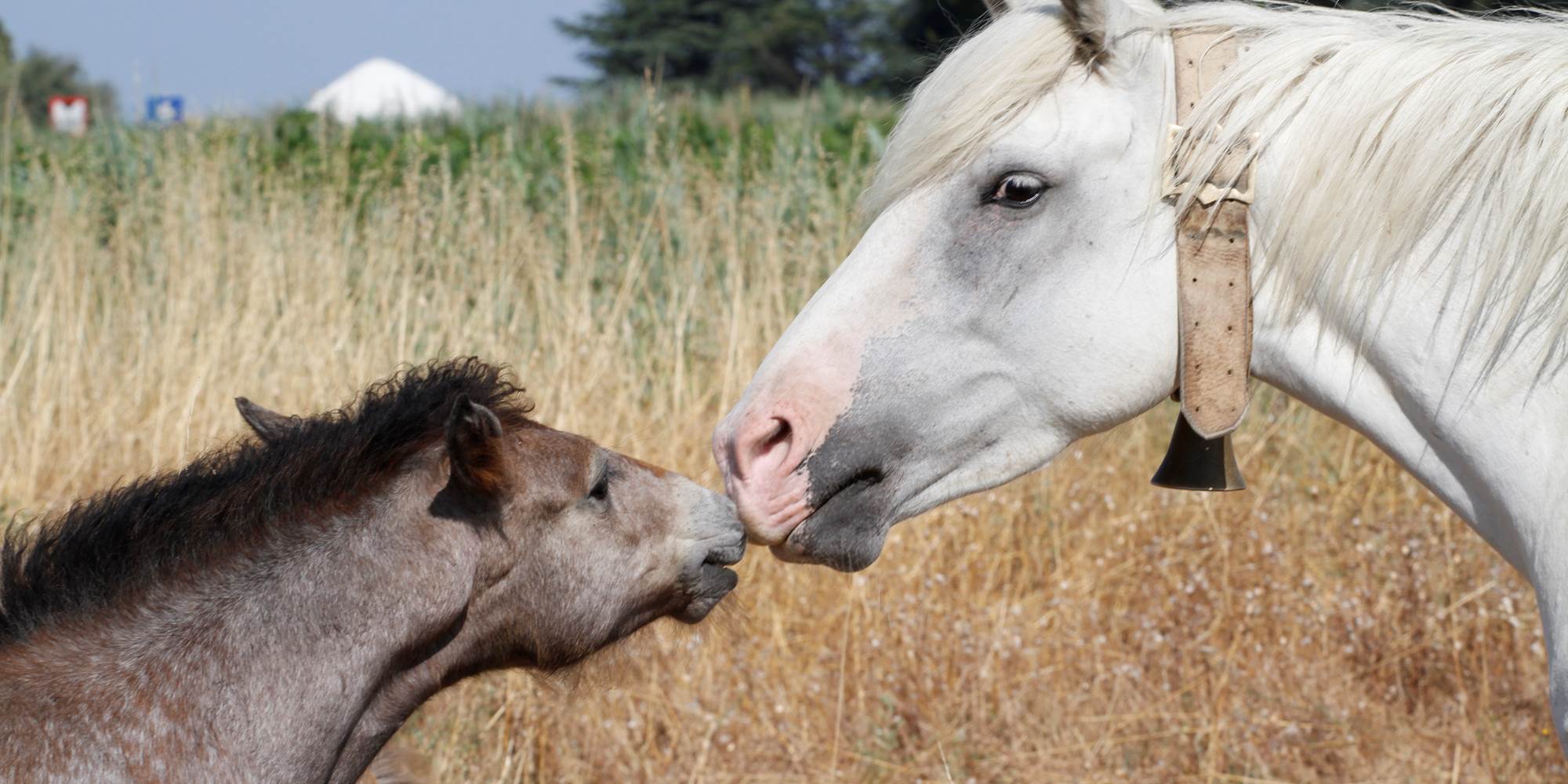 Jument Pure Race Camargue et son poulain