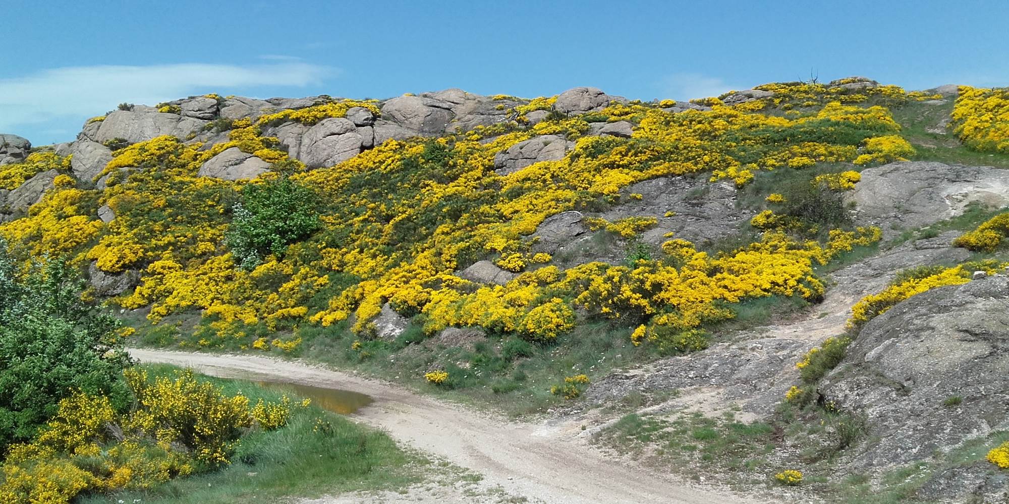Chemin de randonnée en Margeride au milieu des genêts en fleur