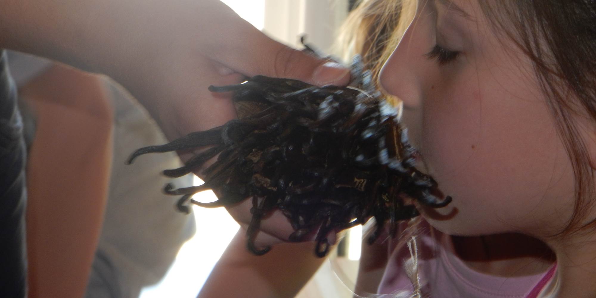 Visite Glaces et Saveurs et Petit Marché du Glacier