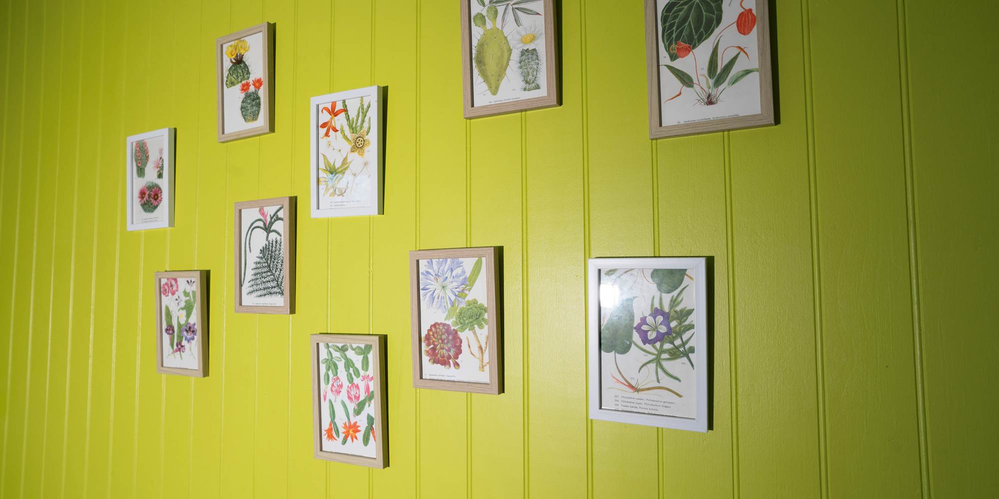 Planches botaniques anciennes