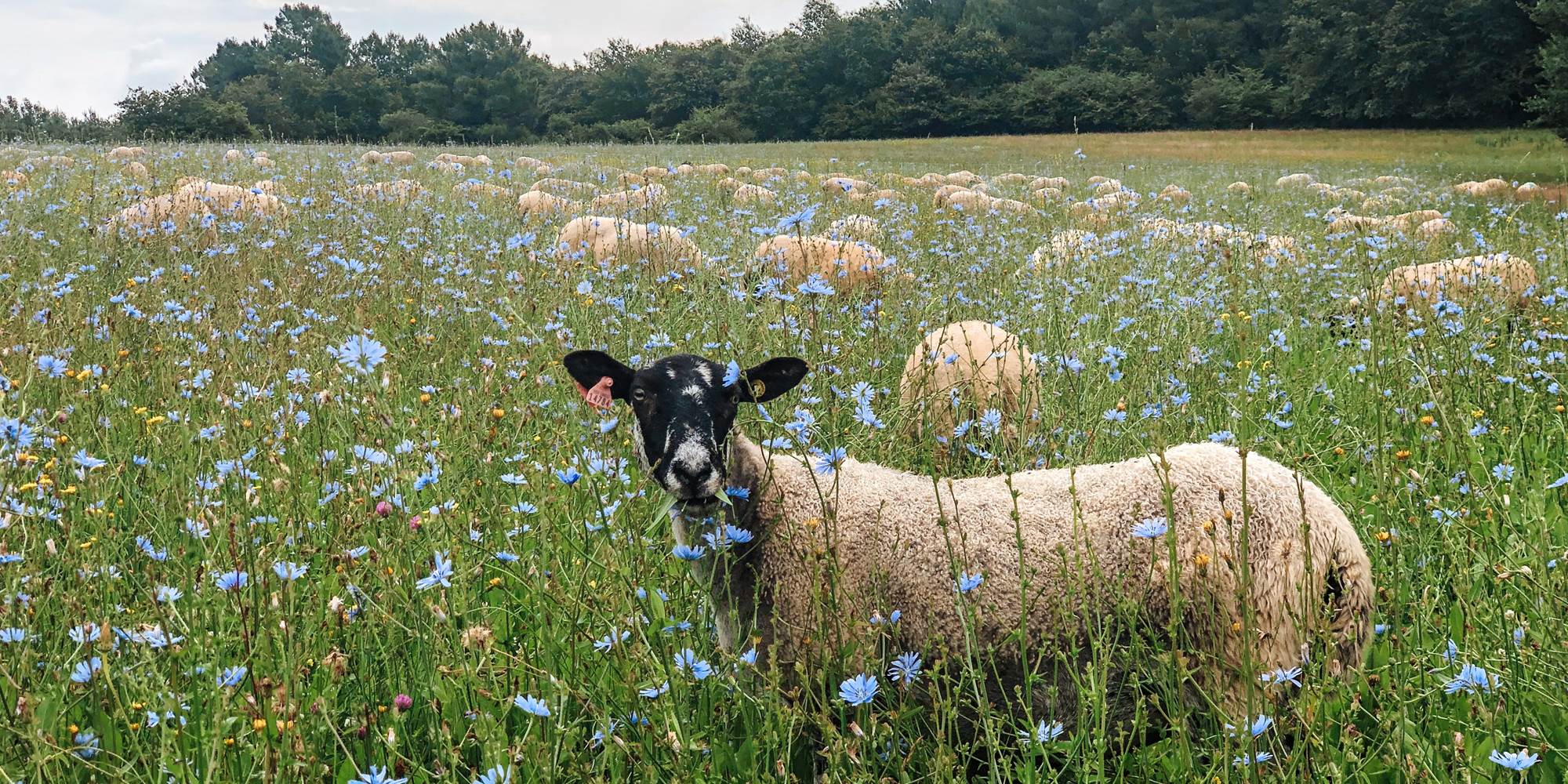 Ferme Pédagogique Cinsî