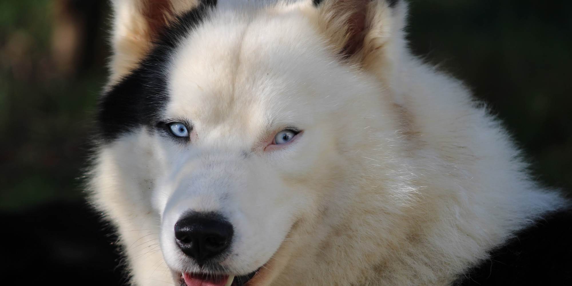 Plinn - Laike de Yakoutie, chien de traineau