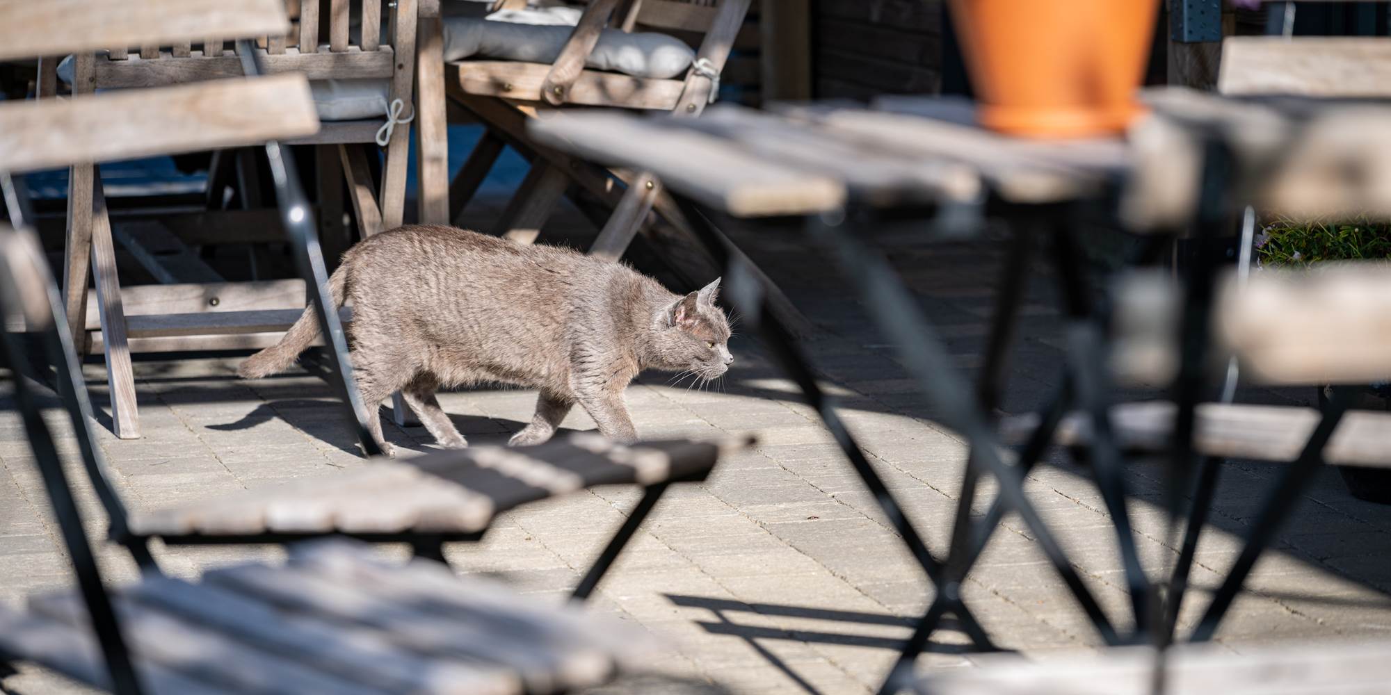 Granit, l'un de nos 3 chats