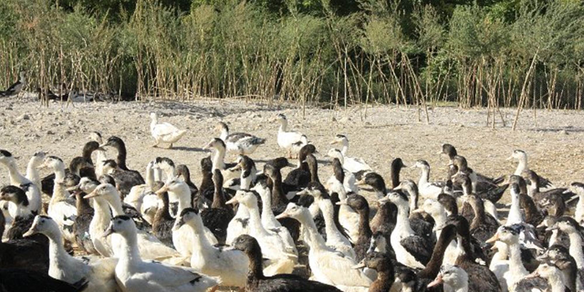 Périgord Inattendu, Accueil à la Ferme