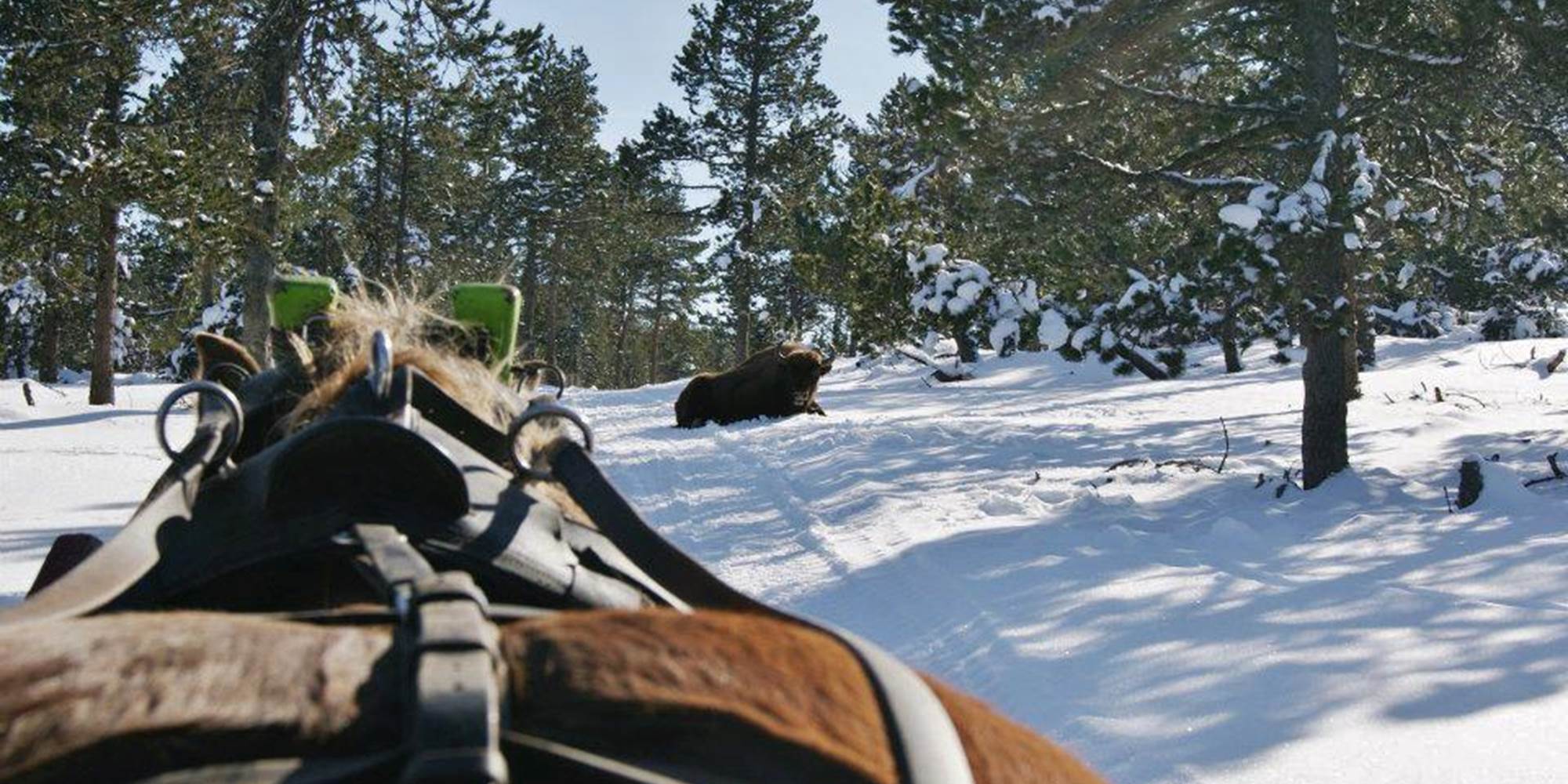 Les bisons d'Europe à Ste Eulalie