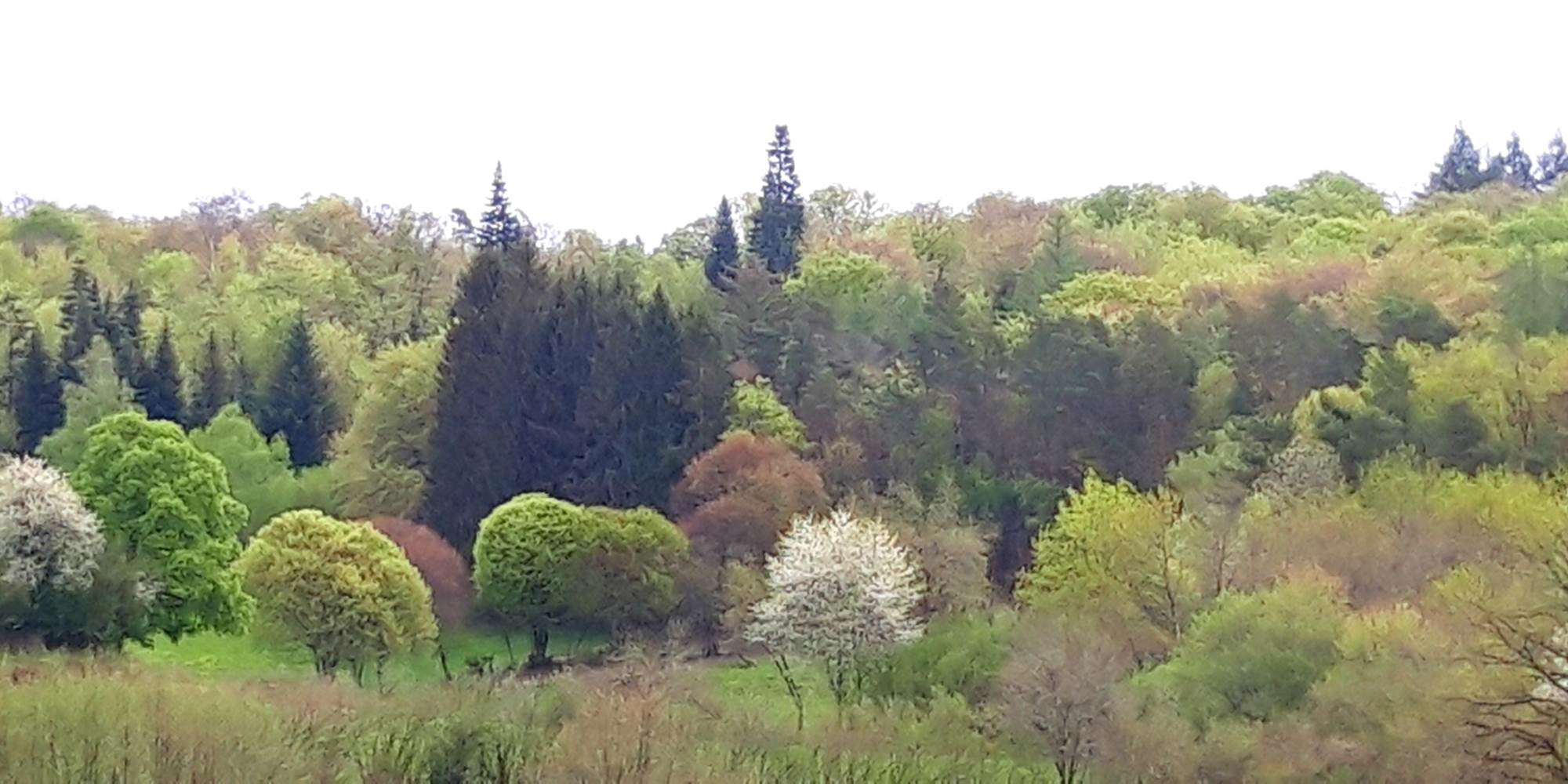 Les couleurs de la forêt leschaumieresdeBrameix