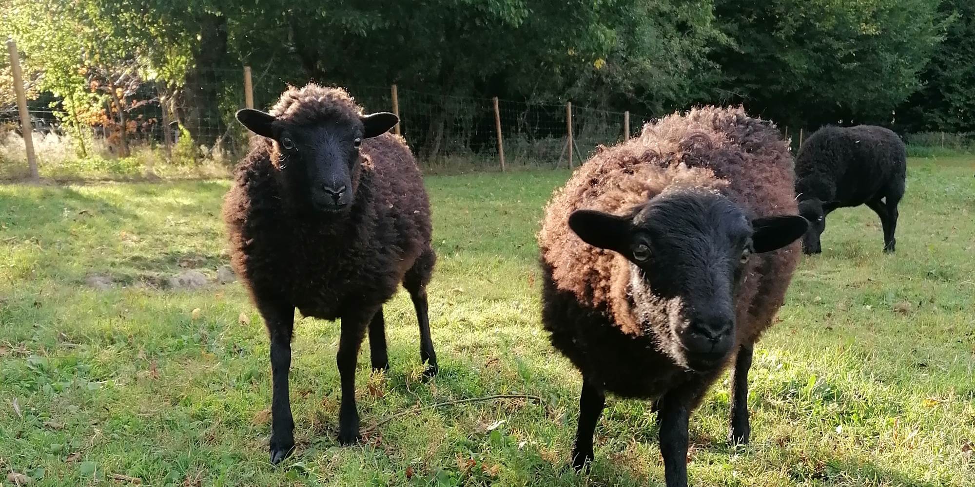 Moutons