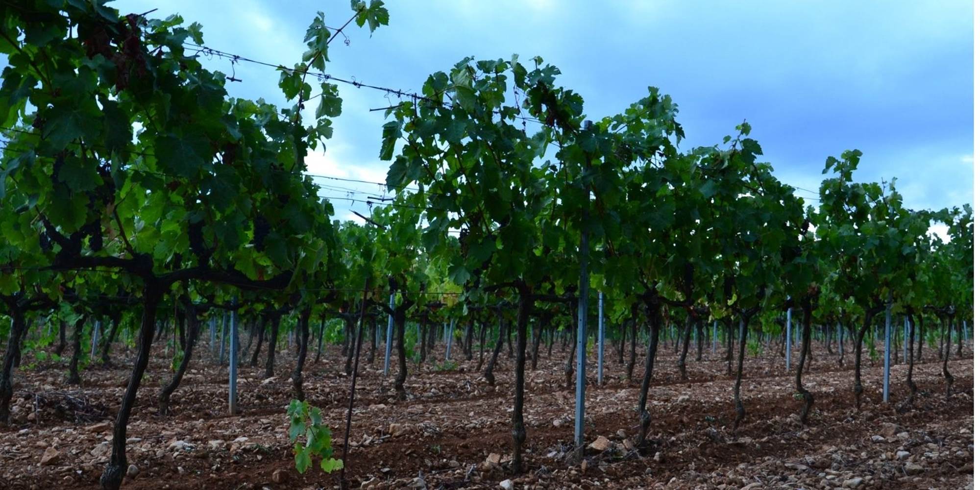 Syrah