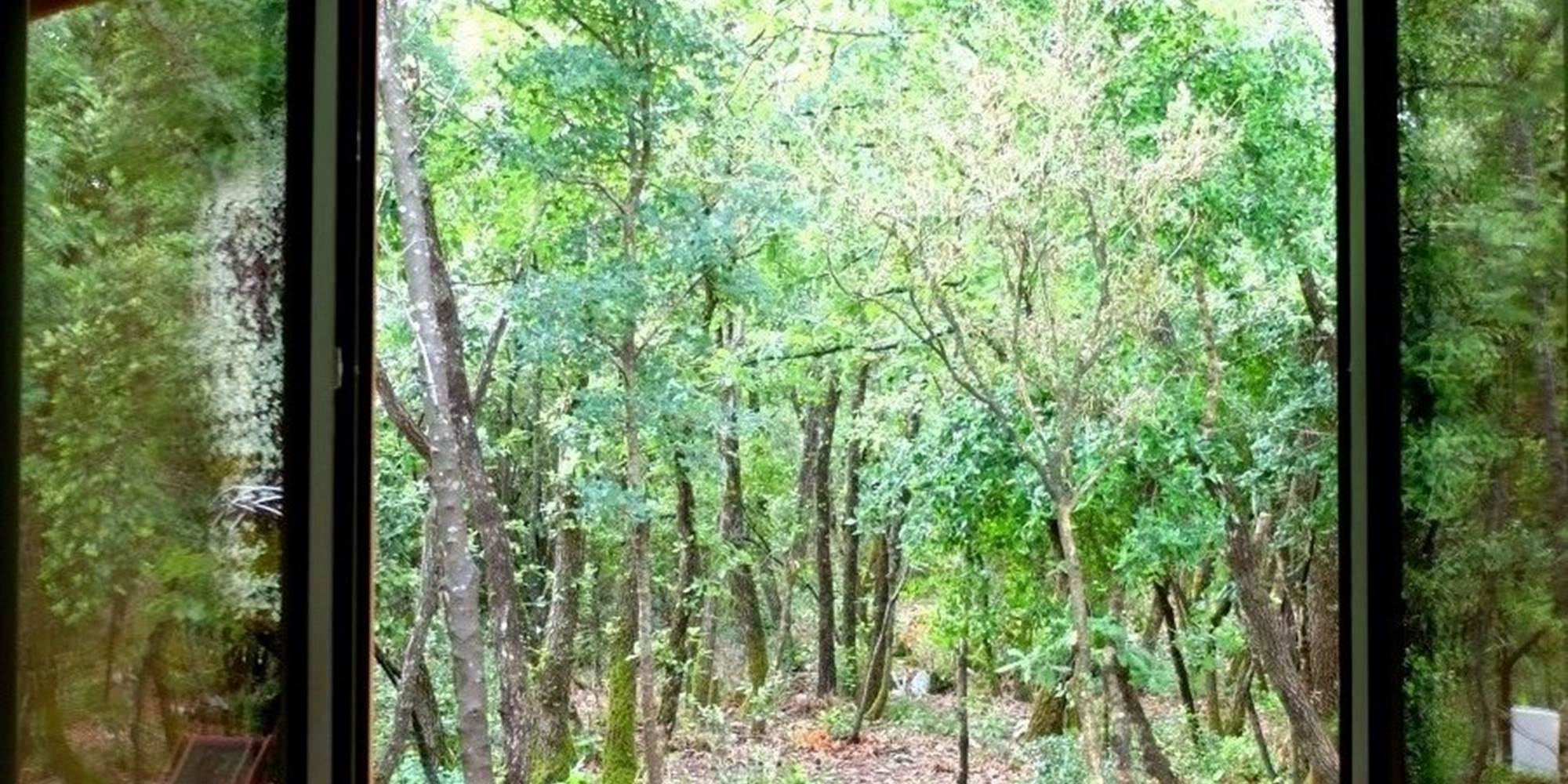 Fenêtre de la chambre sud avec vus sur la forêt