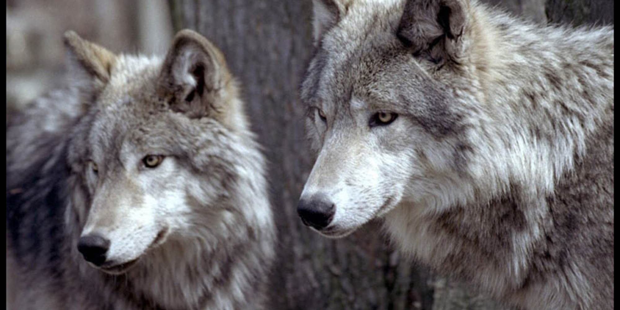 Les loups du Gévaudan à Saint Léger de Peyre