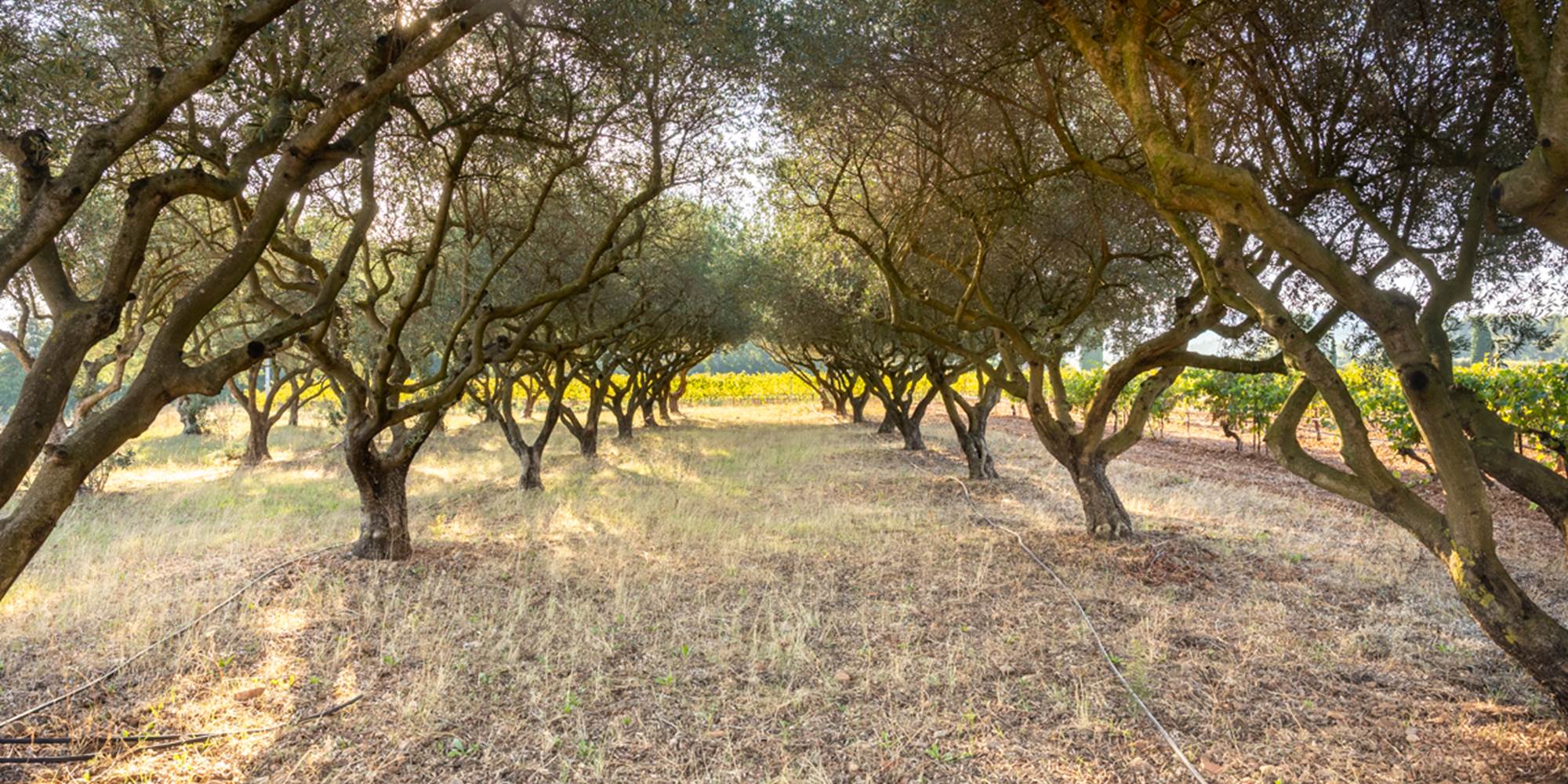 Domaine des Perirecedes BD-0091