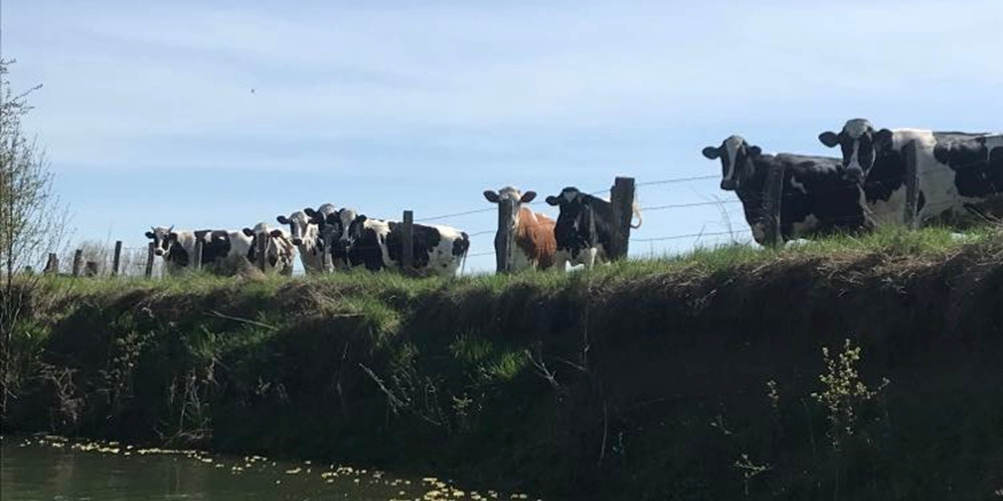 Vache spectatrice