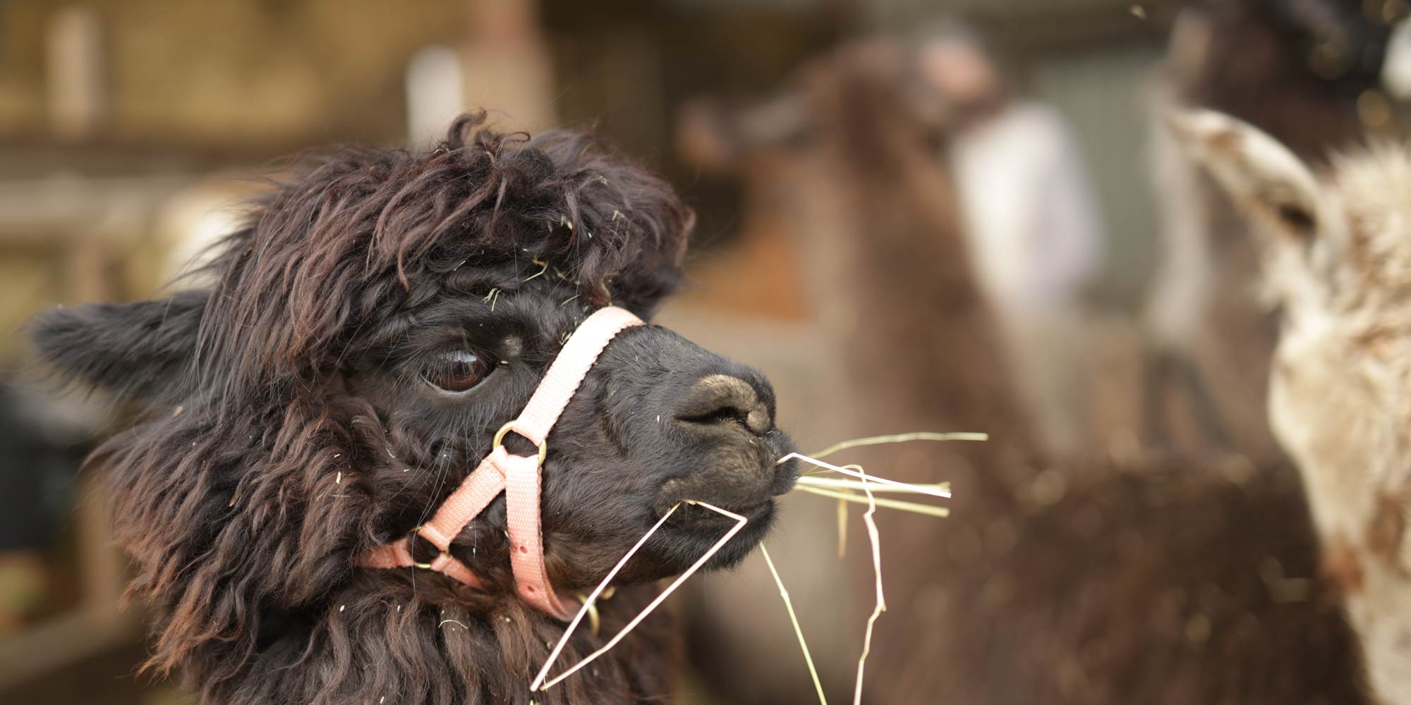 Fêter son anniversaire à la ferme