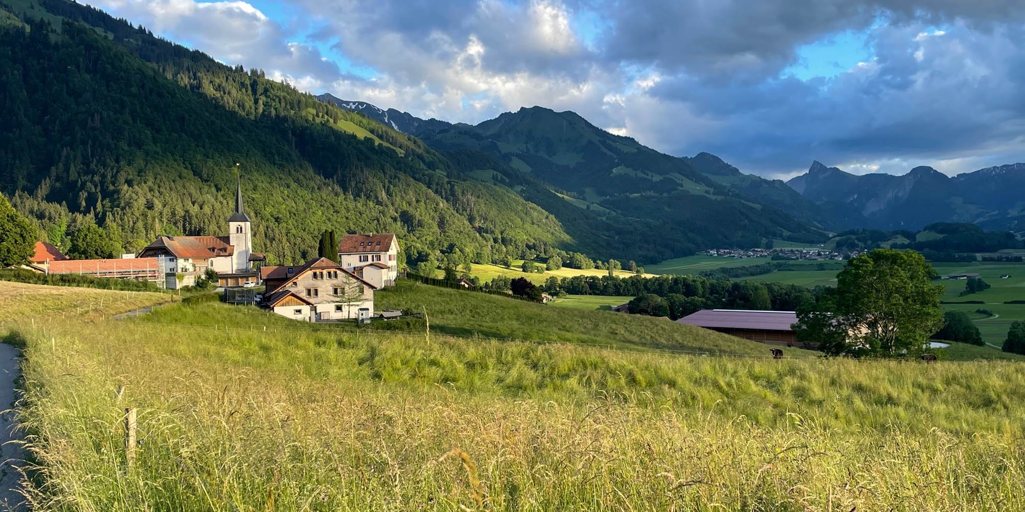 Champs autour de l'église d'Estavannens en juin