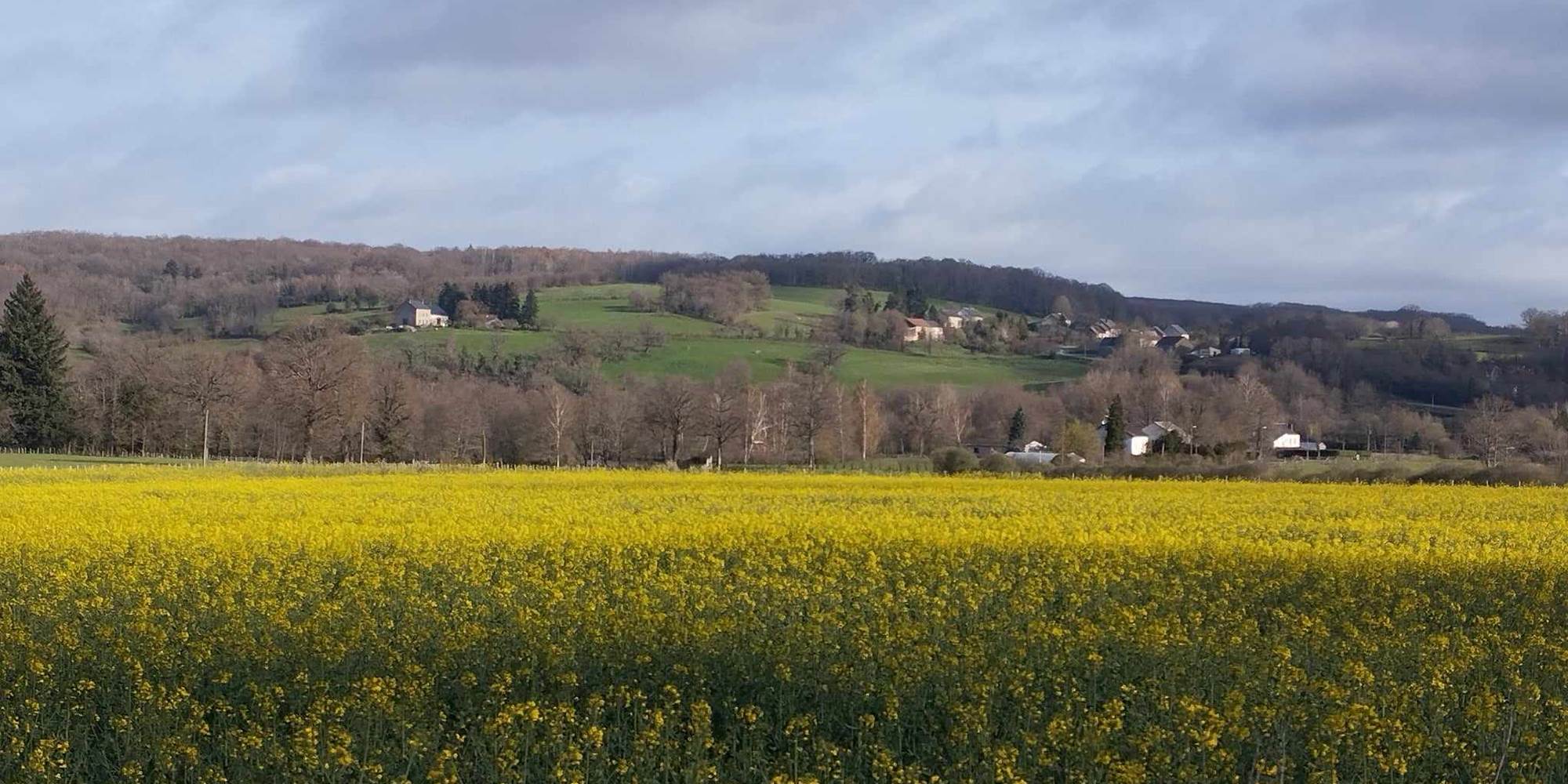 Champ de colza (avec le chalet au loin) 04-24