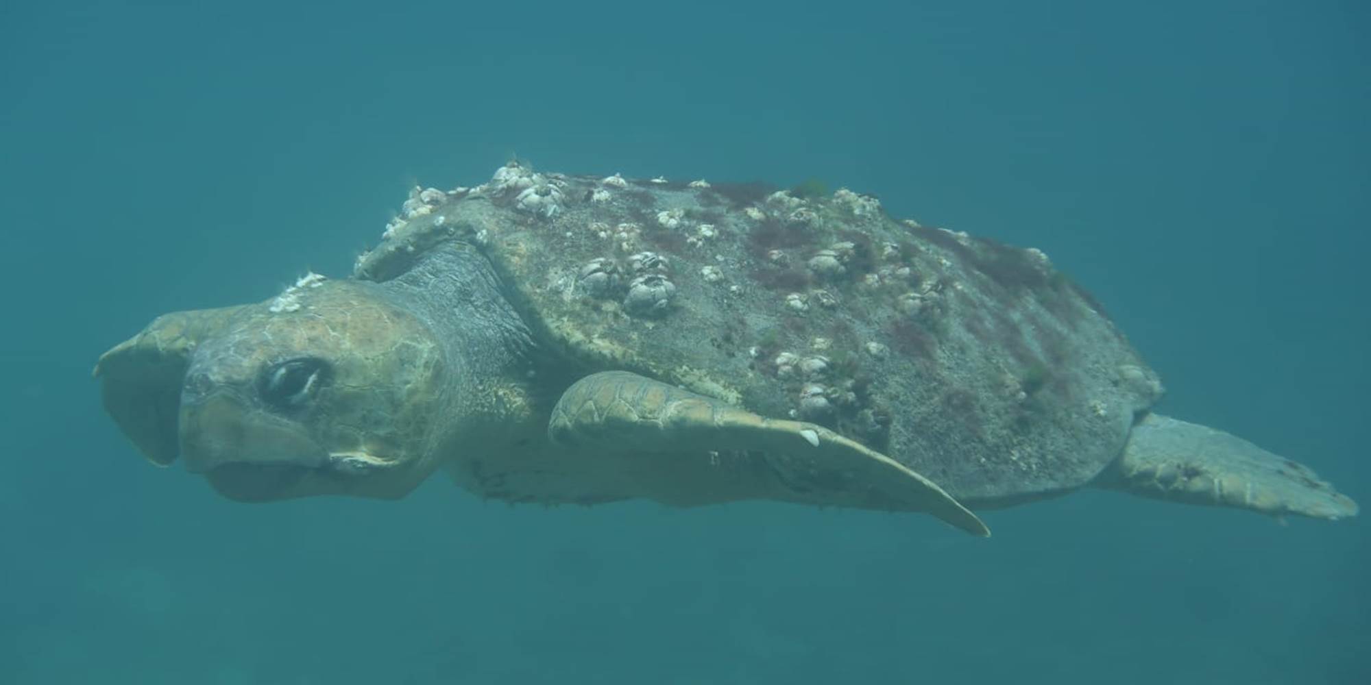 tortue à Deshaies