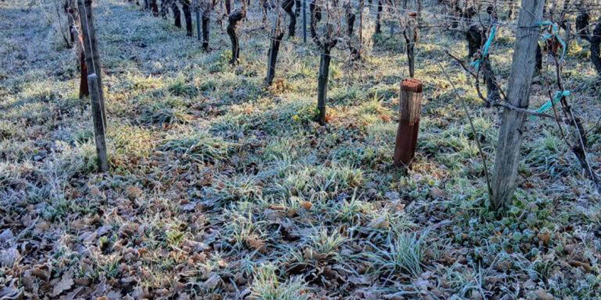 Vignes en Hiver