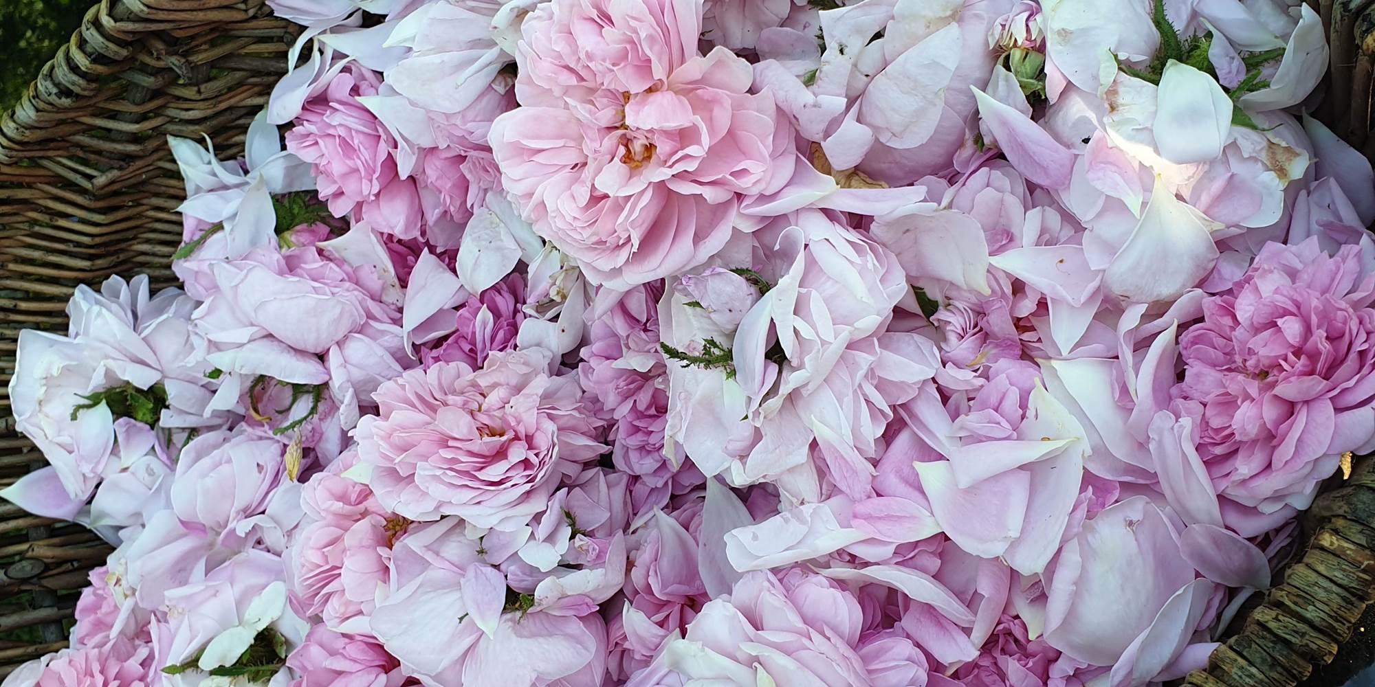 Rose-distillation-eau-florale-bretagne-loire-atlantique-koantiz