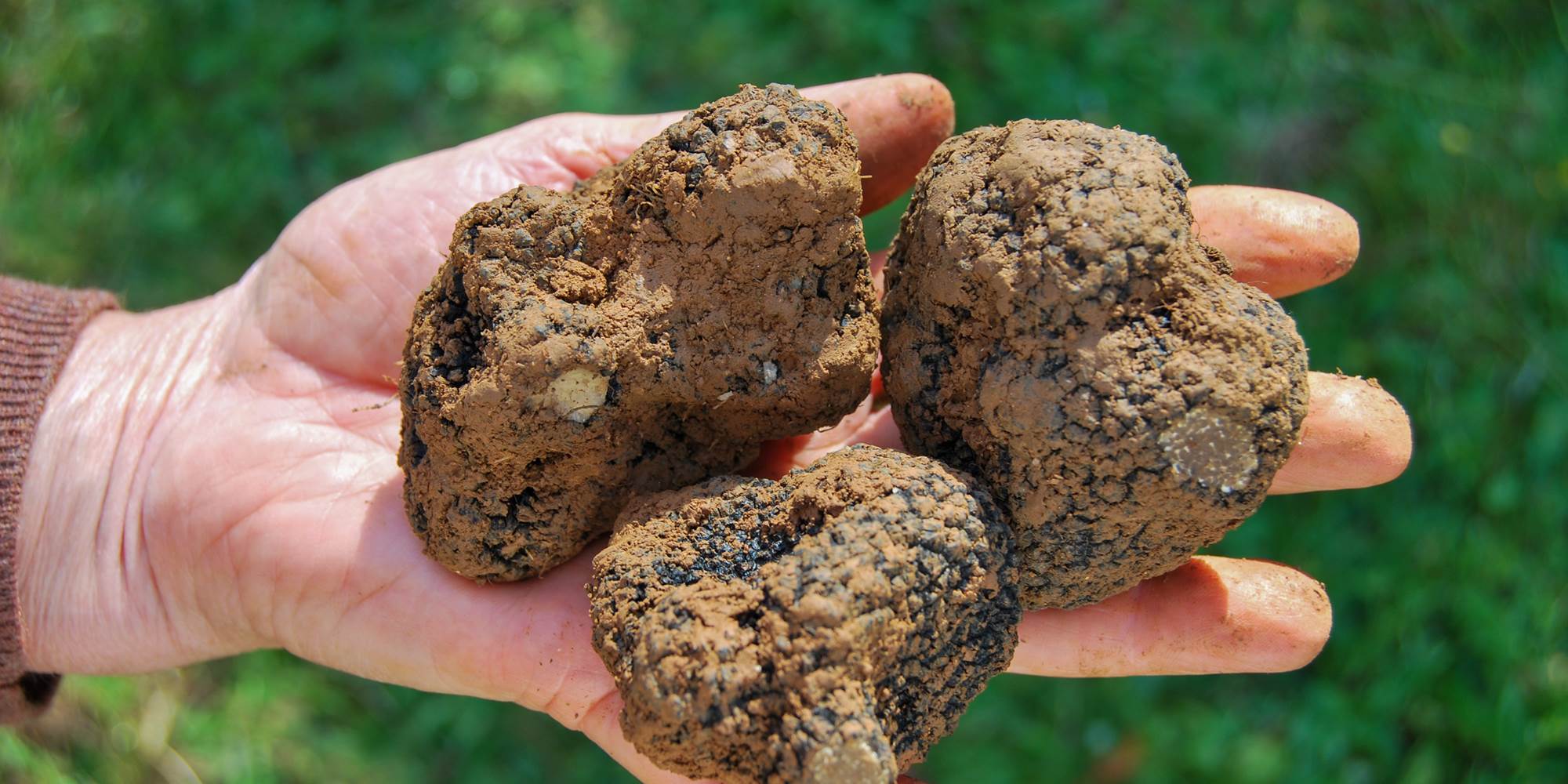 Récolte de la truffe