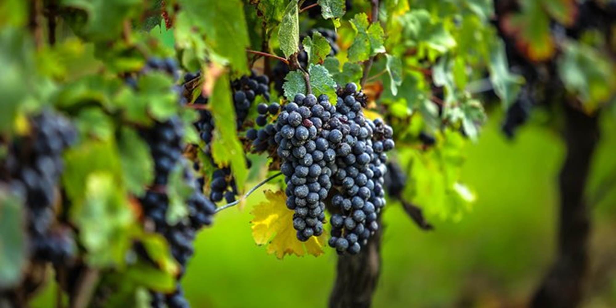 La Vigne